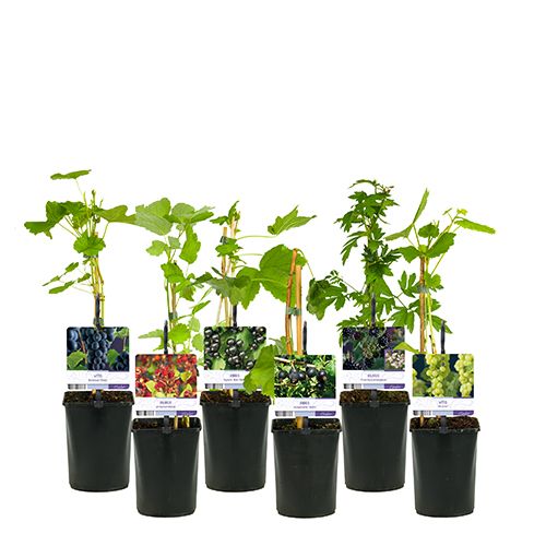 Mixtray Clematis +light label, D 11