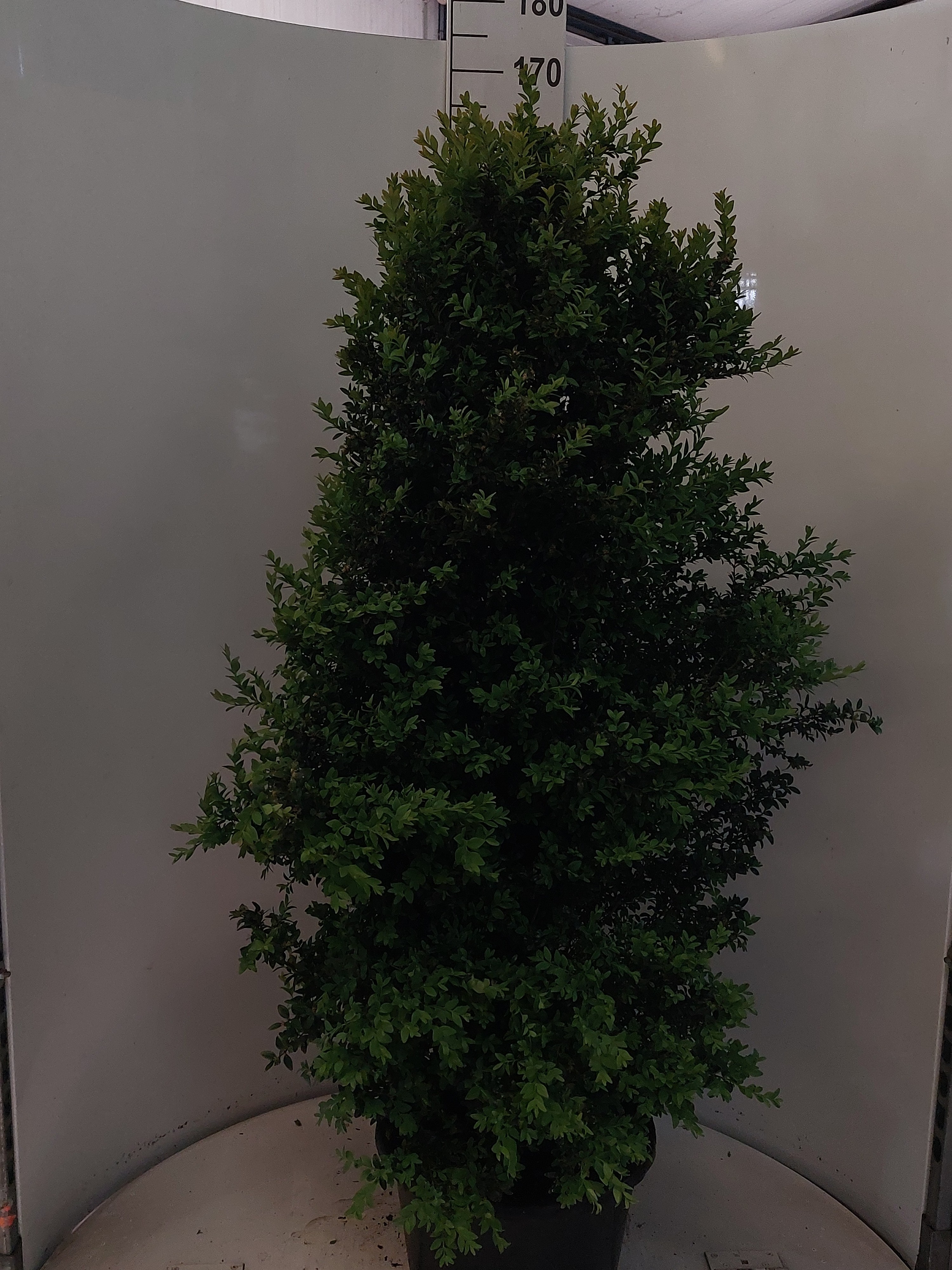 Buxus struik 130, D 38