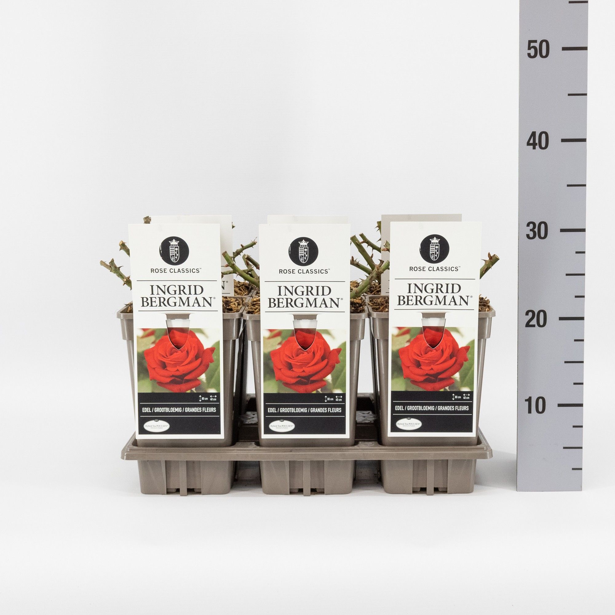 Rosa (TH) Ingrid Bergman ®, C3, D 17