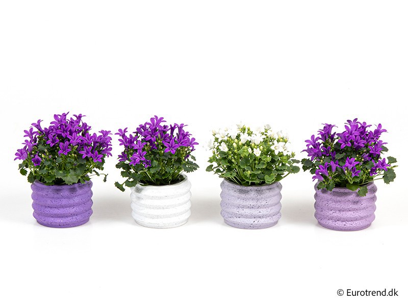 CAMPANULA IN CERAMIC E 4411, D 6