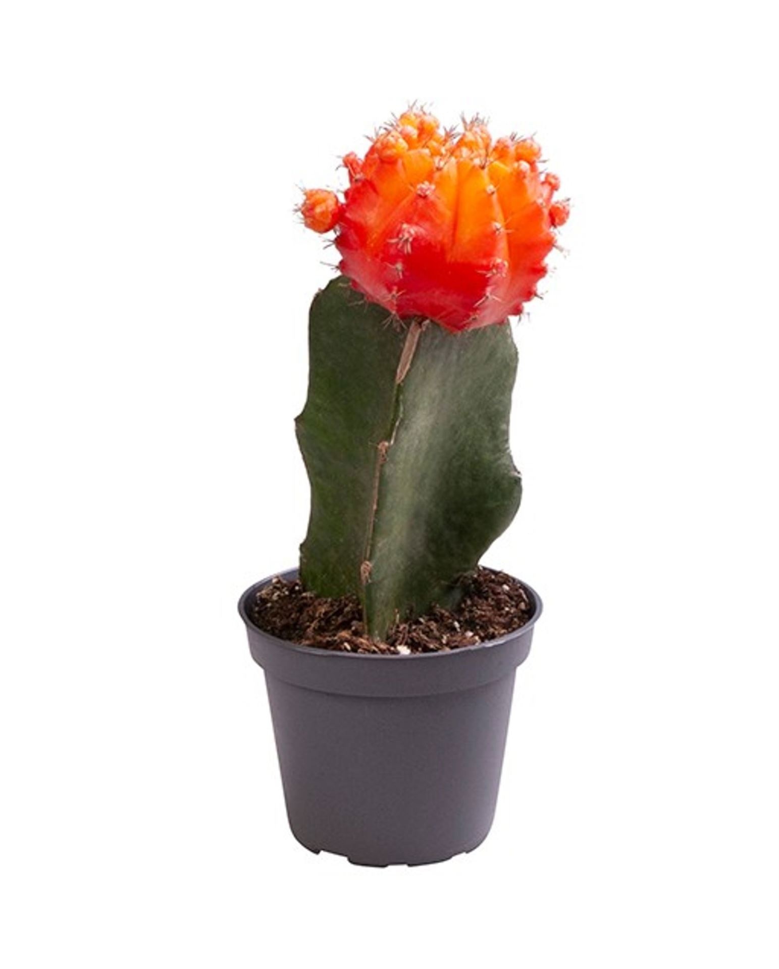 Gymnocalysium Mihanovichii Orange, D 6