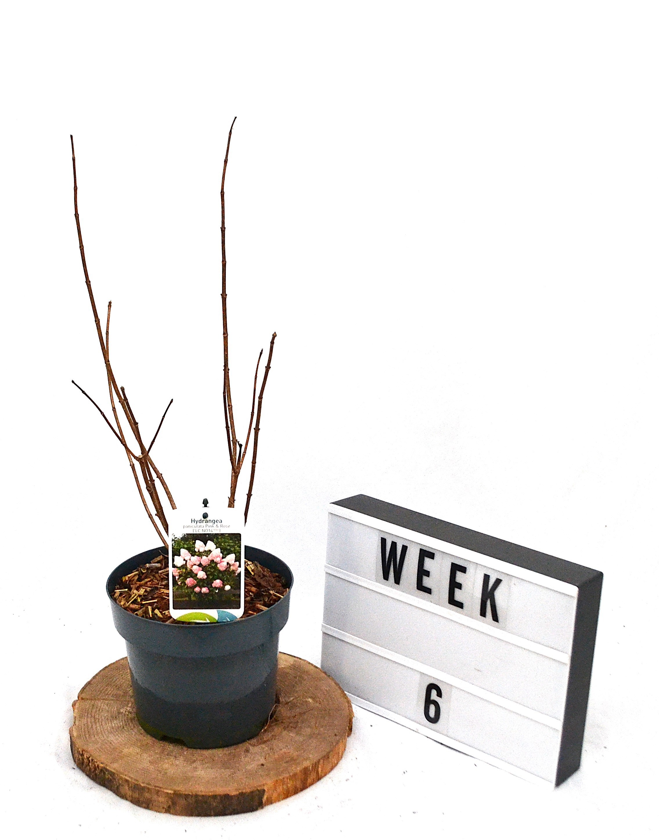 Hydrangea paniculata Living Pink & Rose C3, D 19