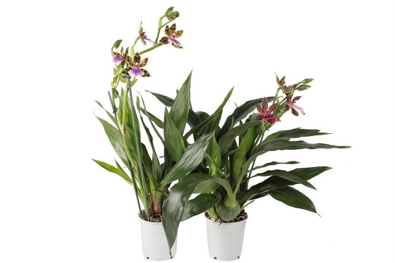 Zygopetalum p12 mix 2T - jong gewas, D 12