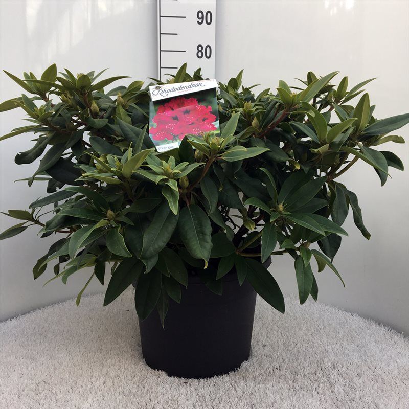 Rhodo. 'Marie Forte' red, D 37