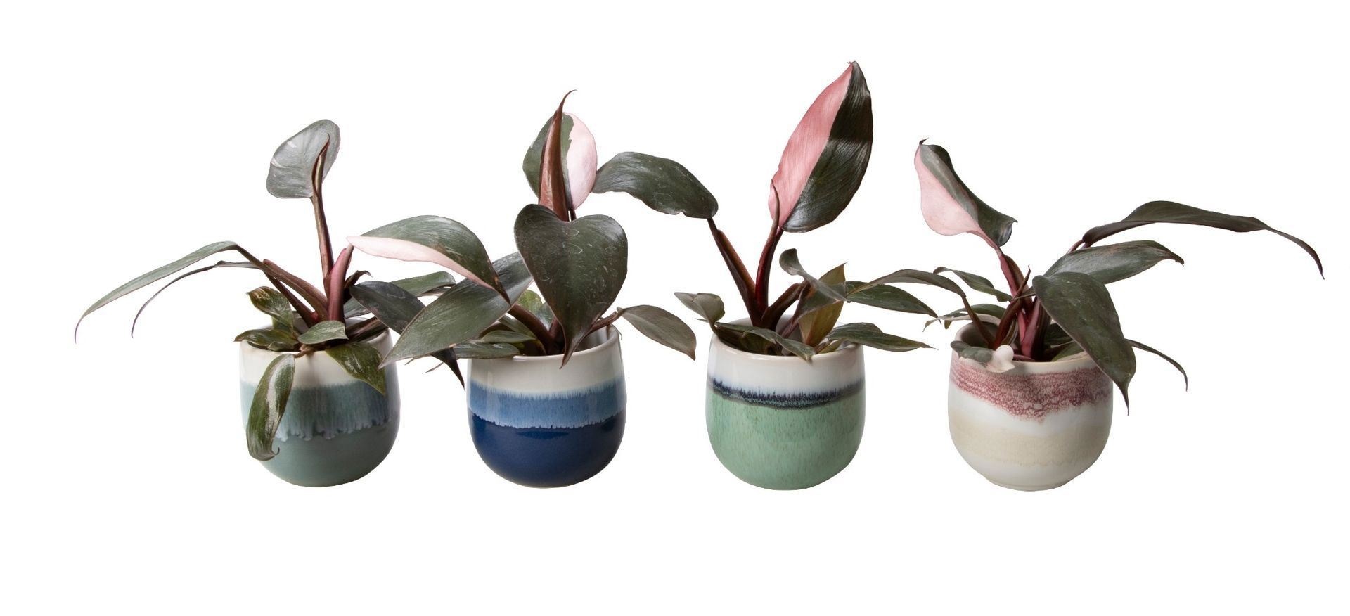 L 65536 with Philodendron Pink Princess, D 6