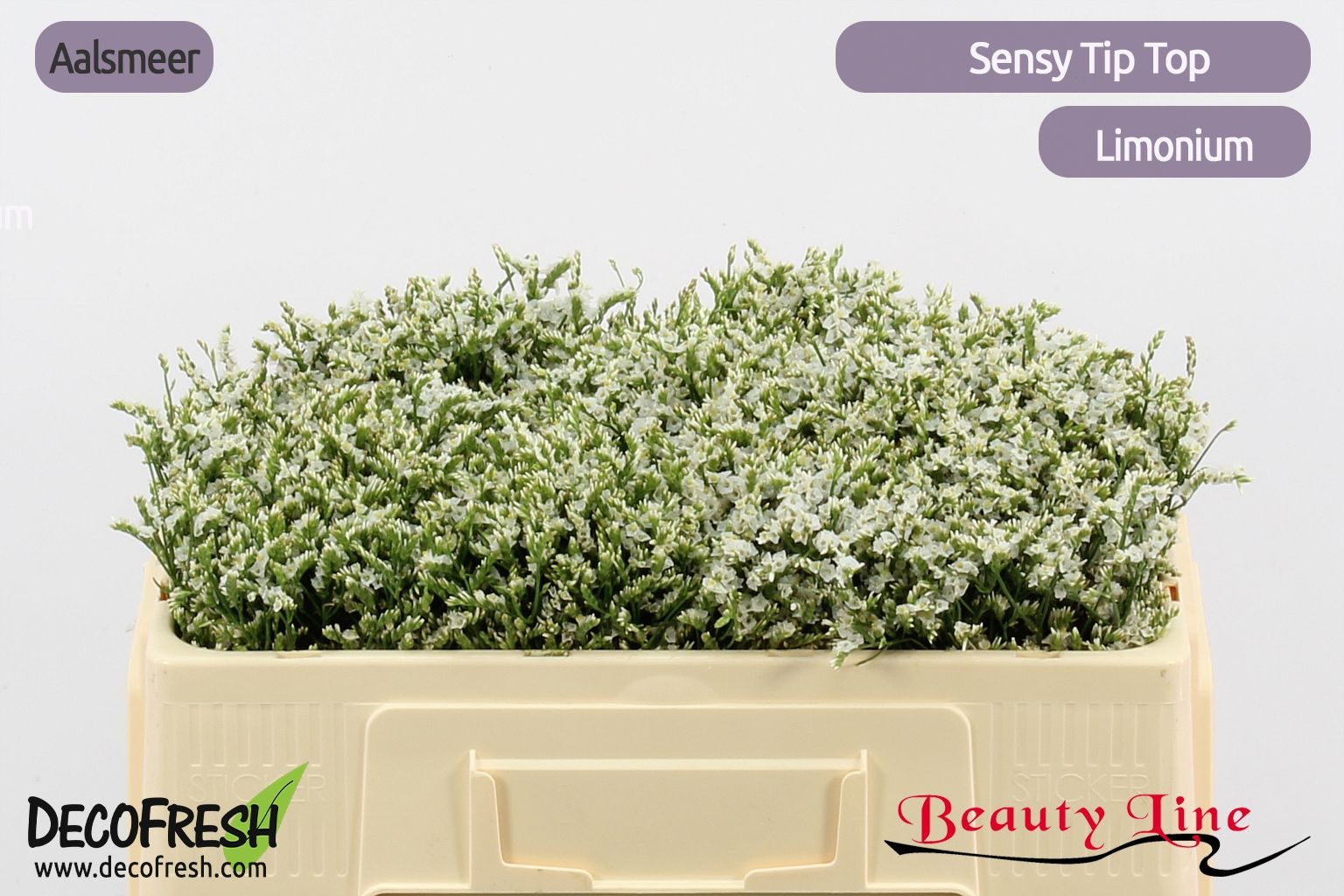 Лимониум Сенси Тип Топ 45, шт.