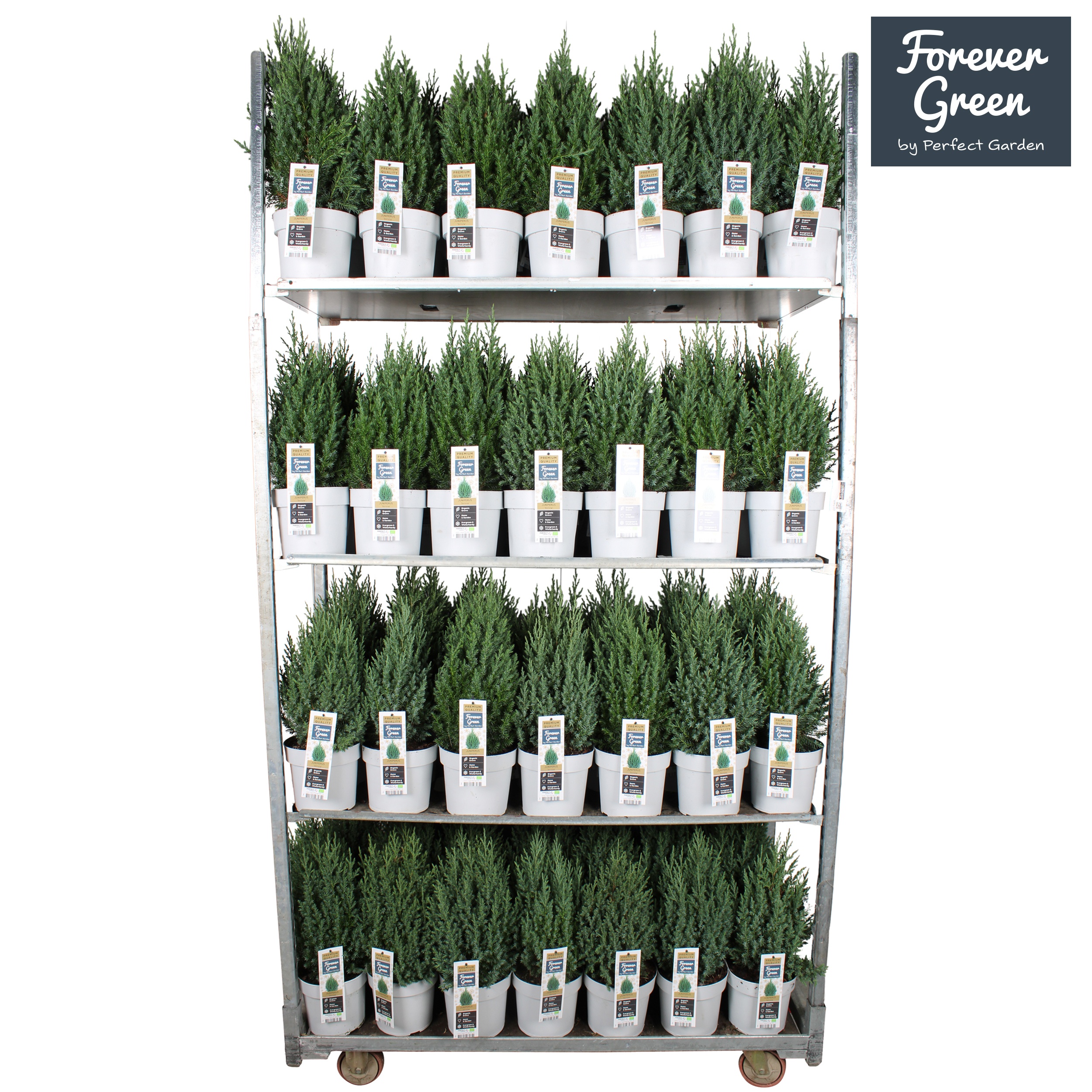 Juniperus chinensis 'Stricta' P19 - Bio, D 19