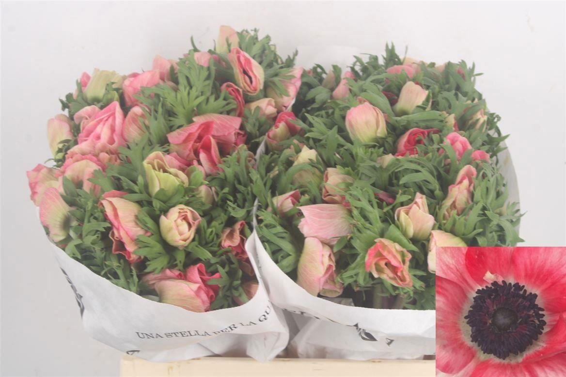 Анемон Мистраль + Пинк 40 (роз.), шт.