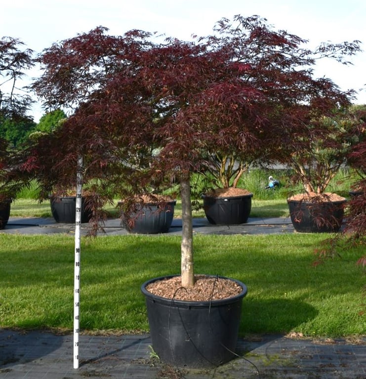 Acer pal. 'Inaba-shidare', D 80