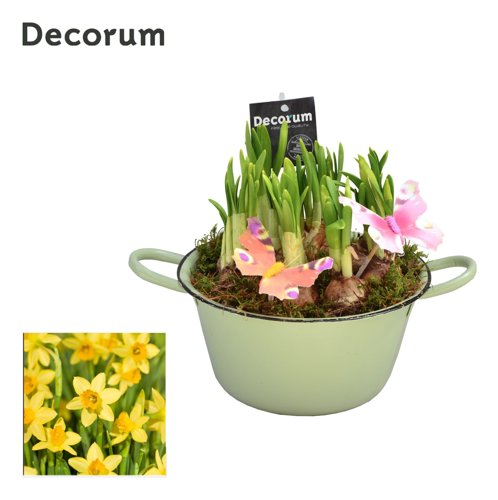 Narcis Bol en émail HL10573N, D 18