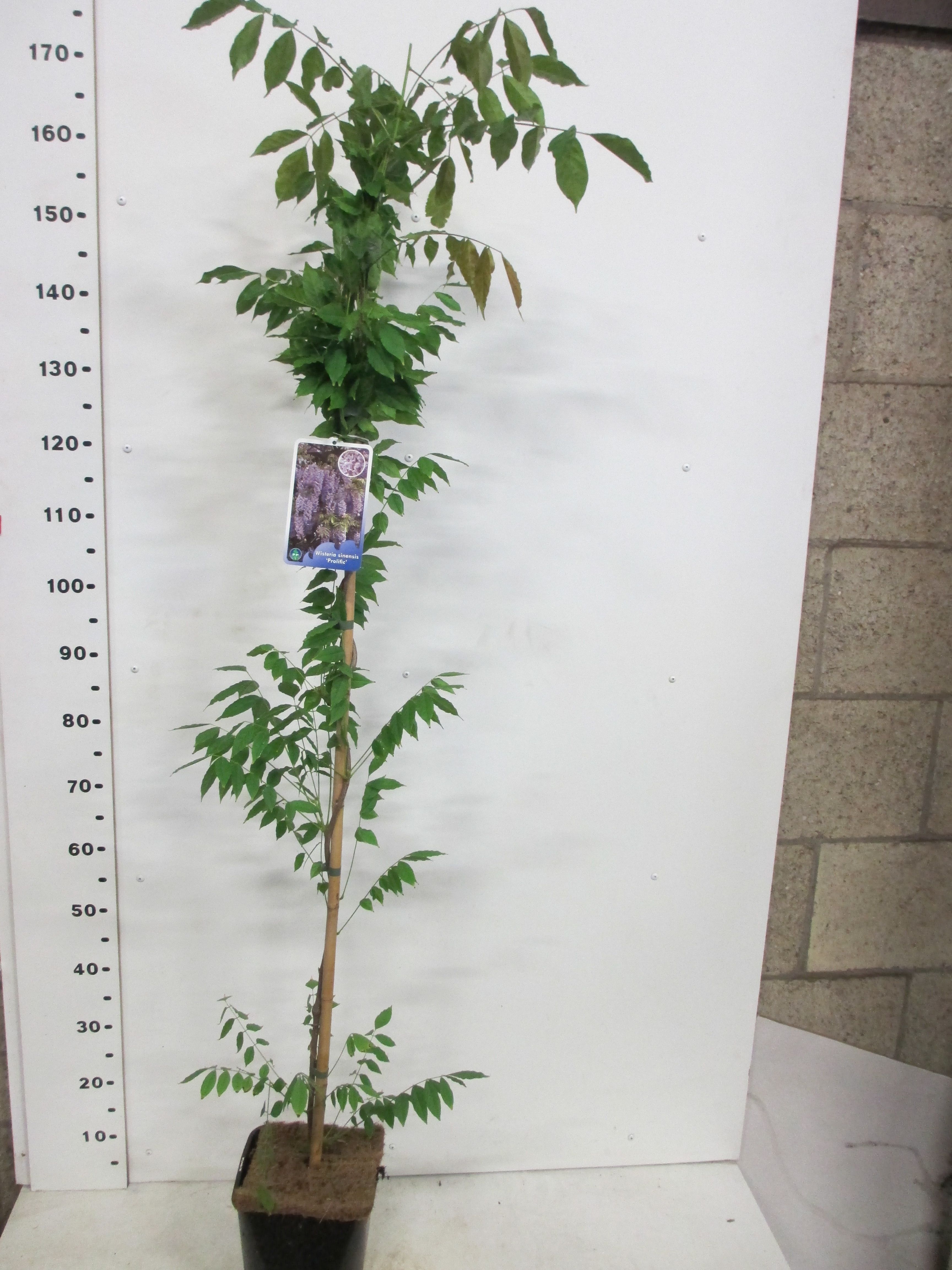 Wisteria s. Prolific 140 cm P19, D 19