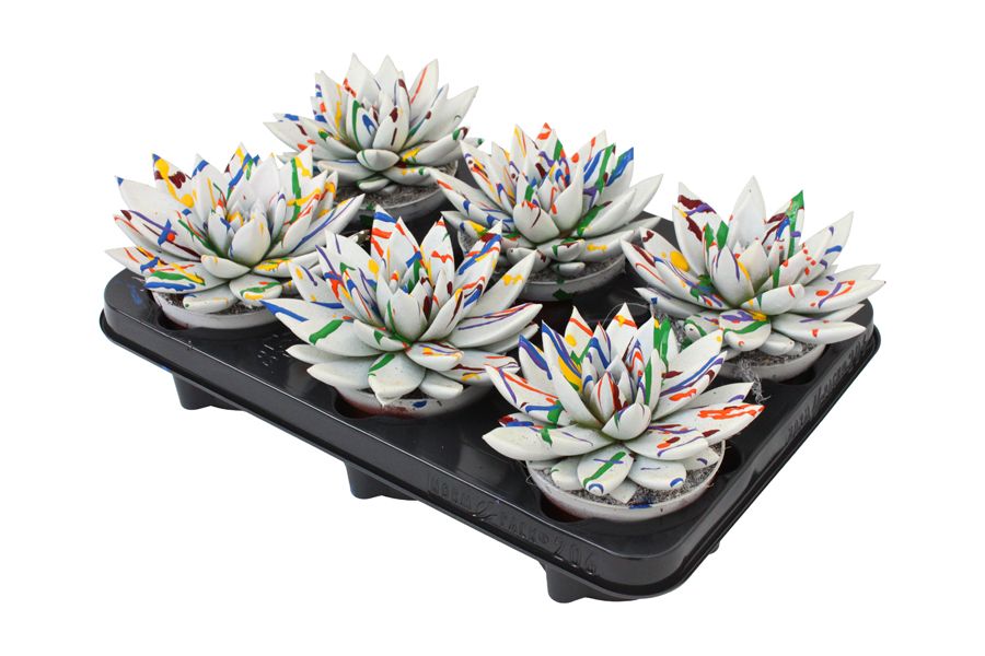 Miranda coloured Splash white, D 10,5