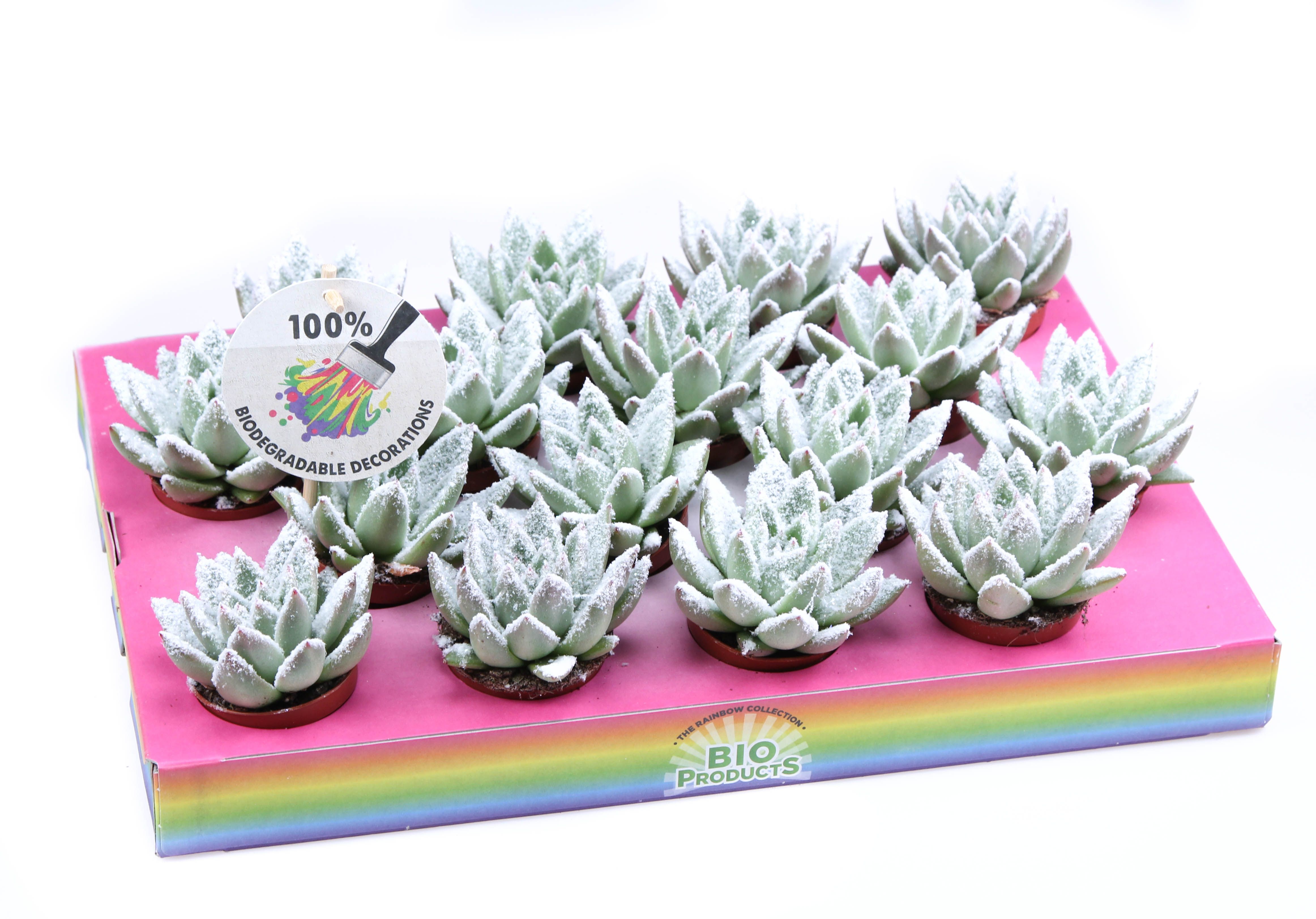 Bio miranda snow, D 6