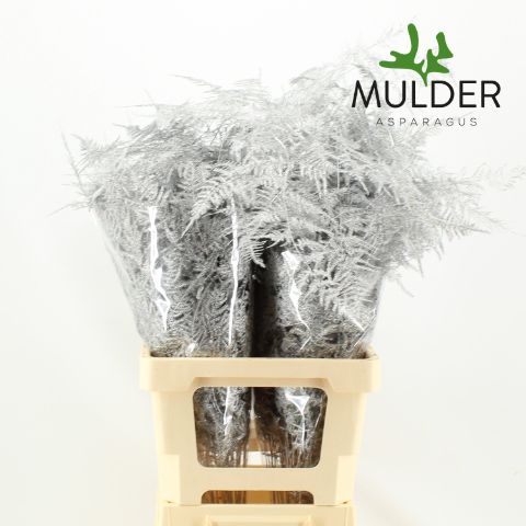 Аспарагус Овериг Крашеный (краш. ) 65, шт.