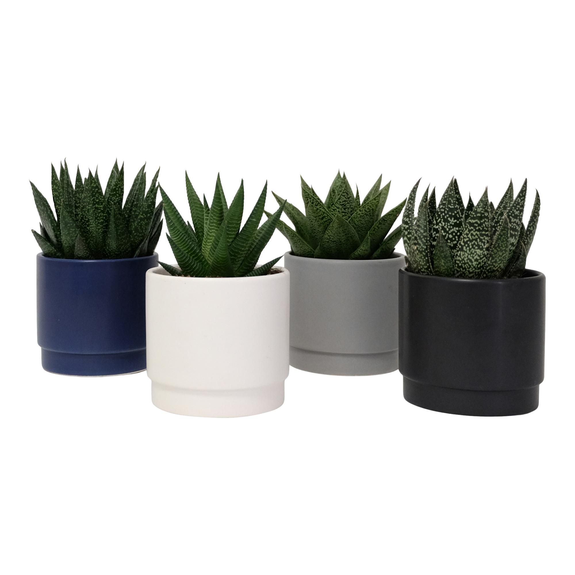 New York with Succulent mix, D 9