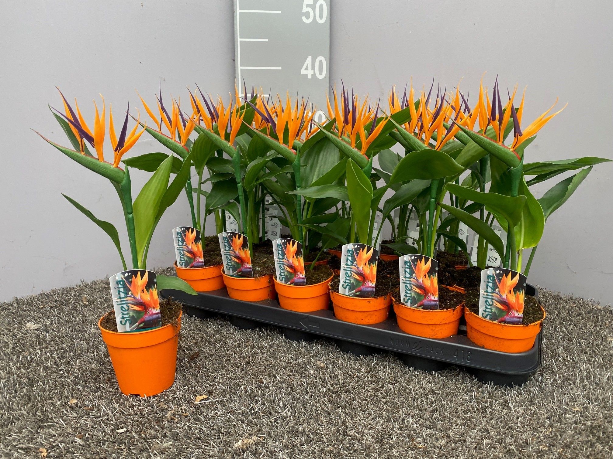 Strelitzia reginae p9 (met kunstbloem), D 9
