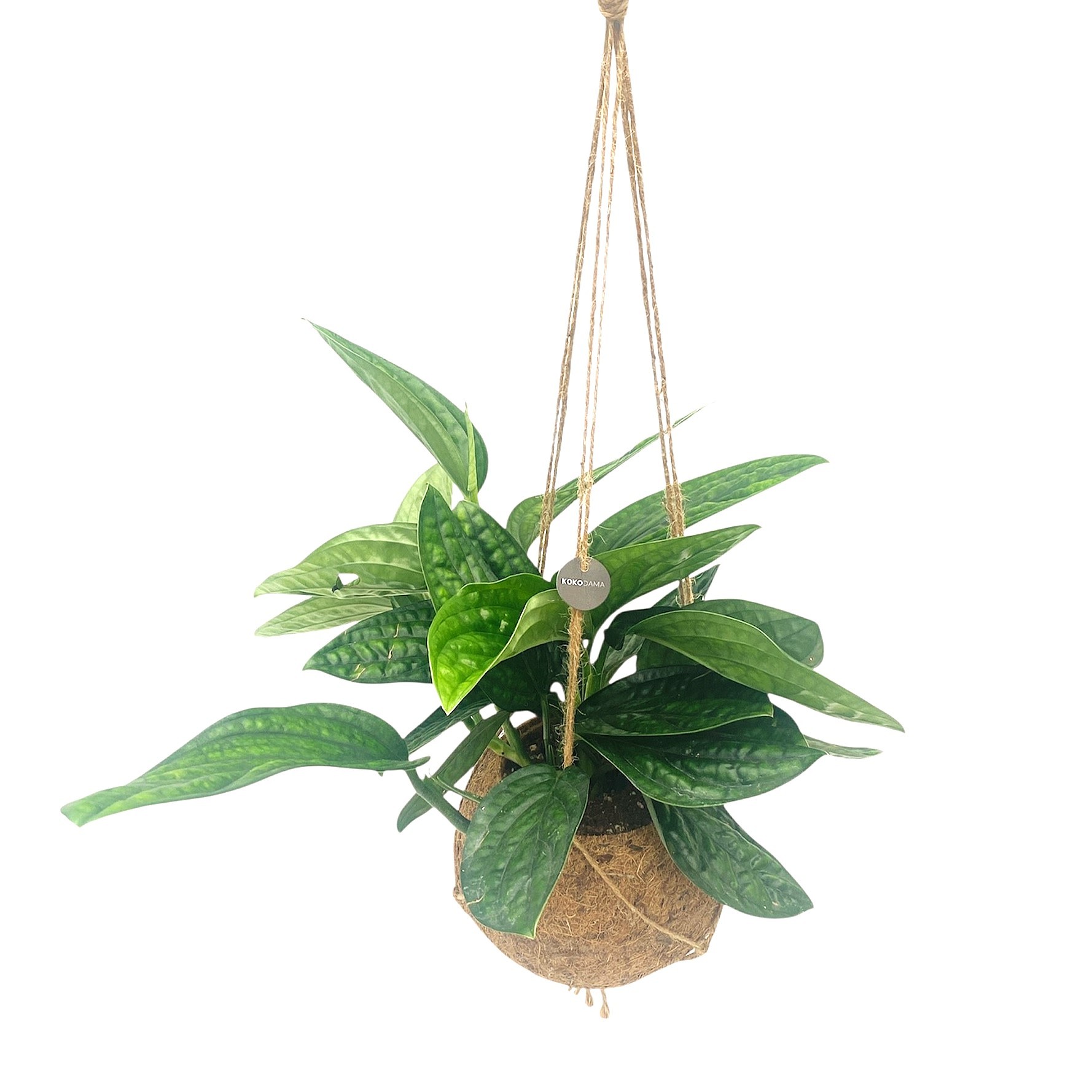 Kokodama 17 cm Marble Planet, D 17