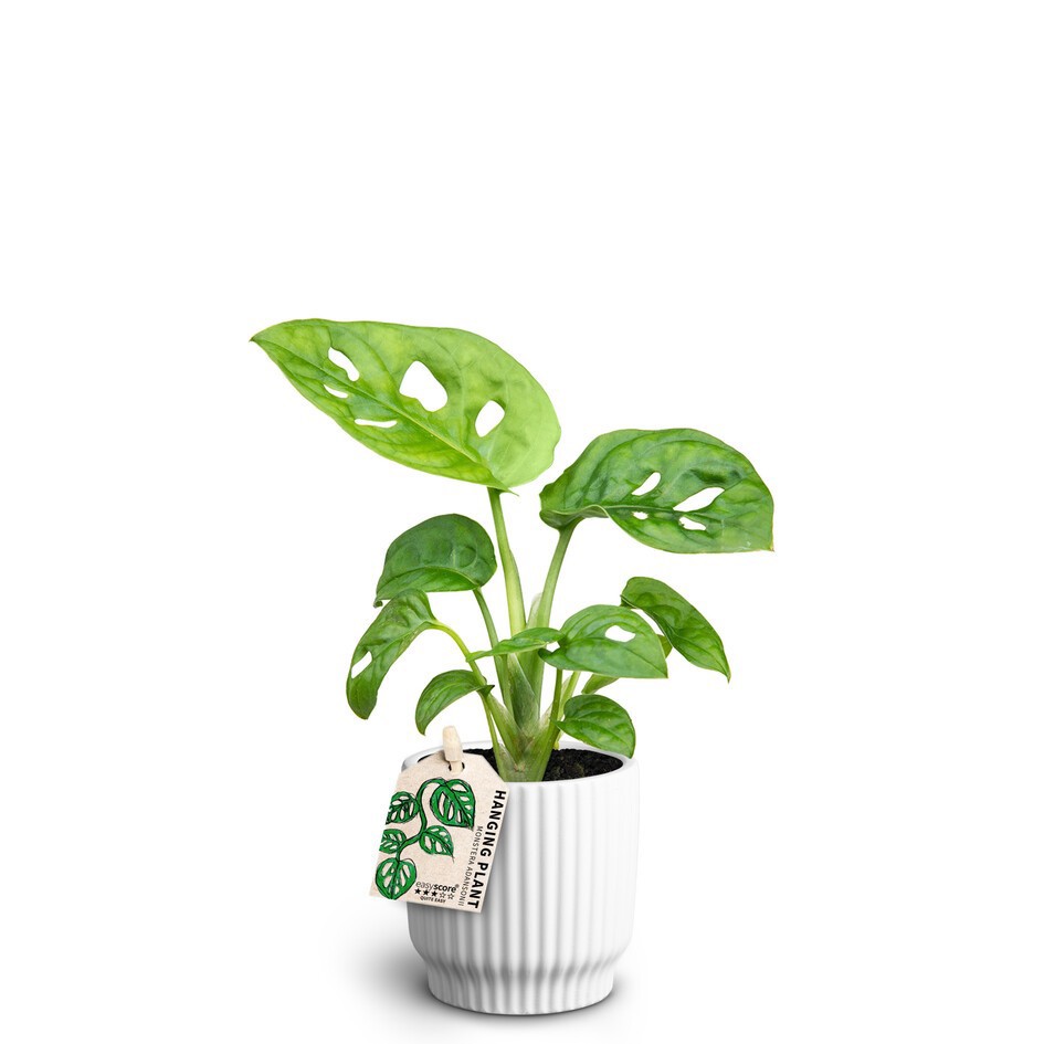 Nordic White, Monstera adansonii, D 7