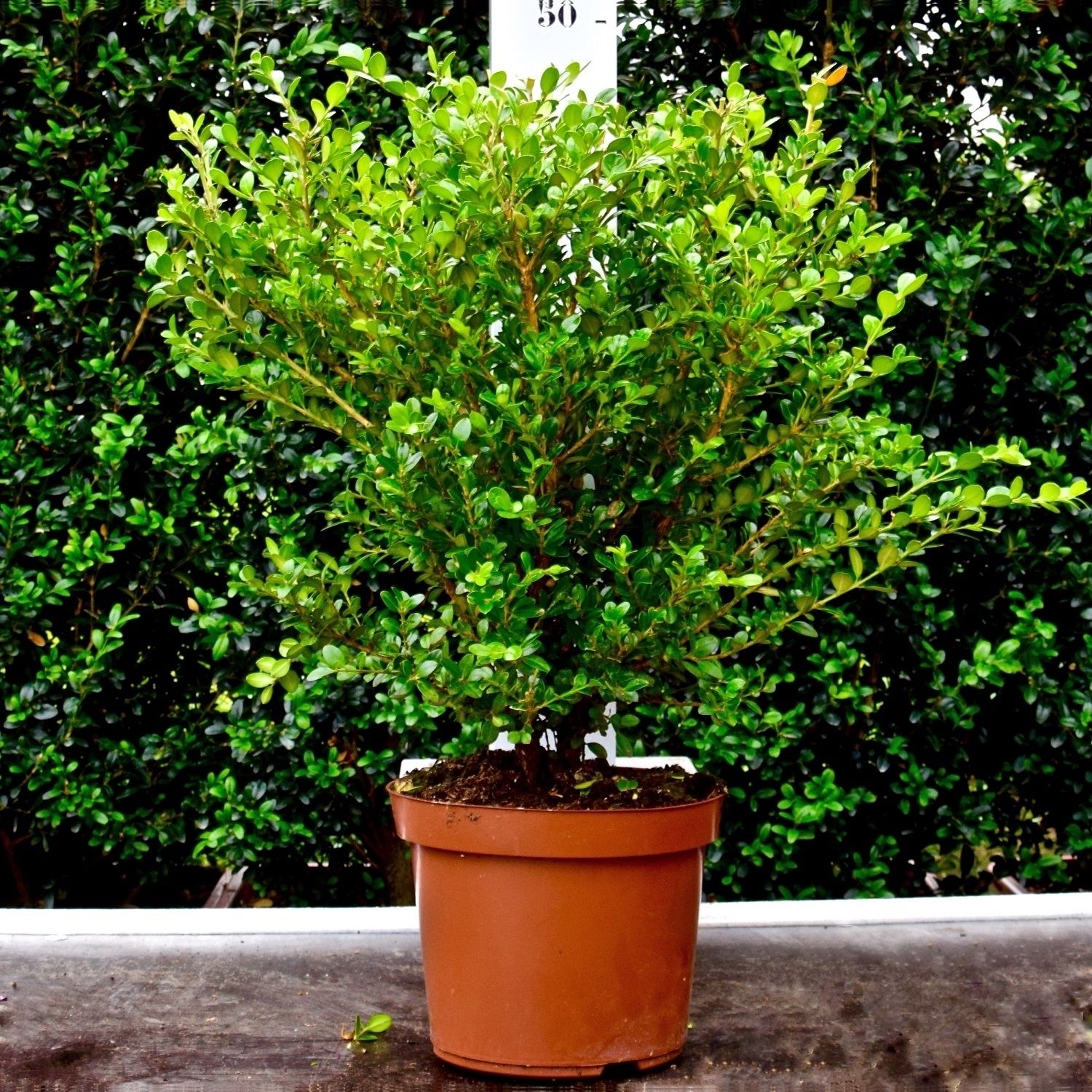 Buxus microphylla 'Faulkner' 30-40cm struik, D 19