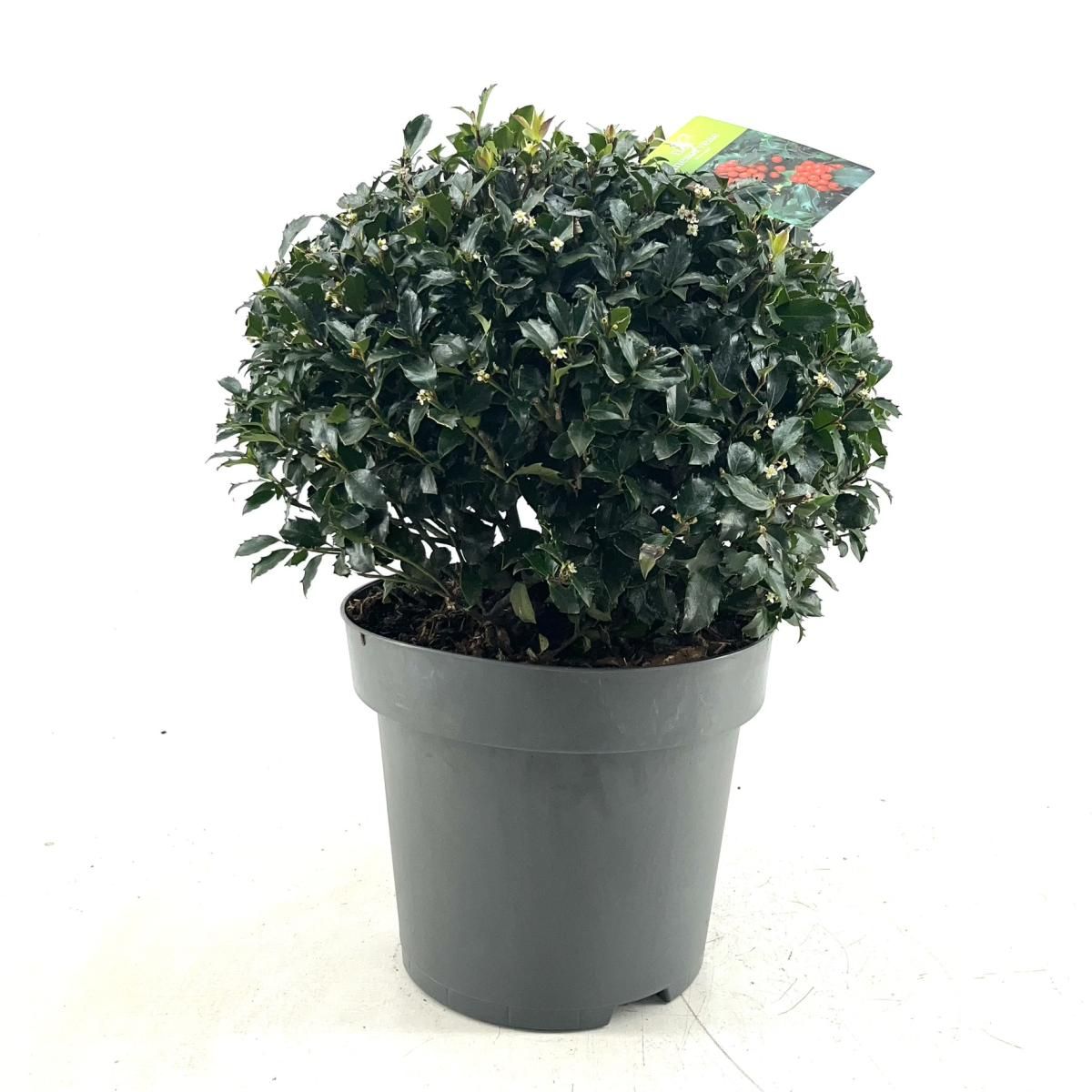 Ilex meserv. Blue Maid, bol, D 34