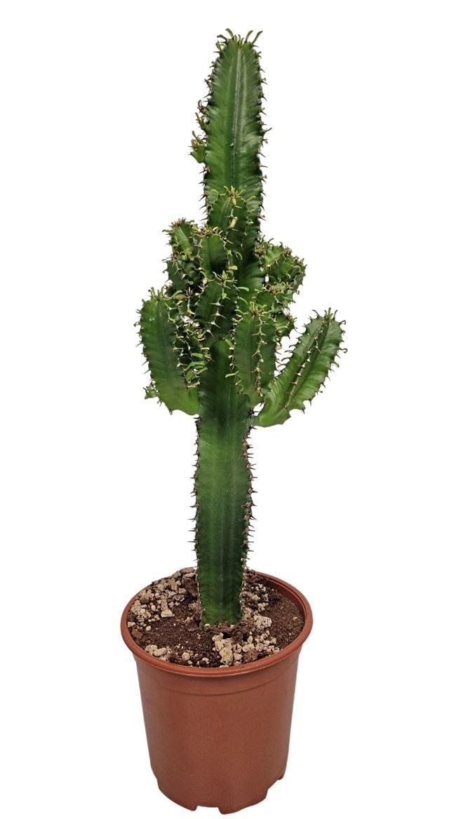 Euphorbia Eritrea (no Globalg.a.p. Lot), D 19