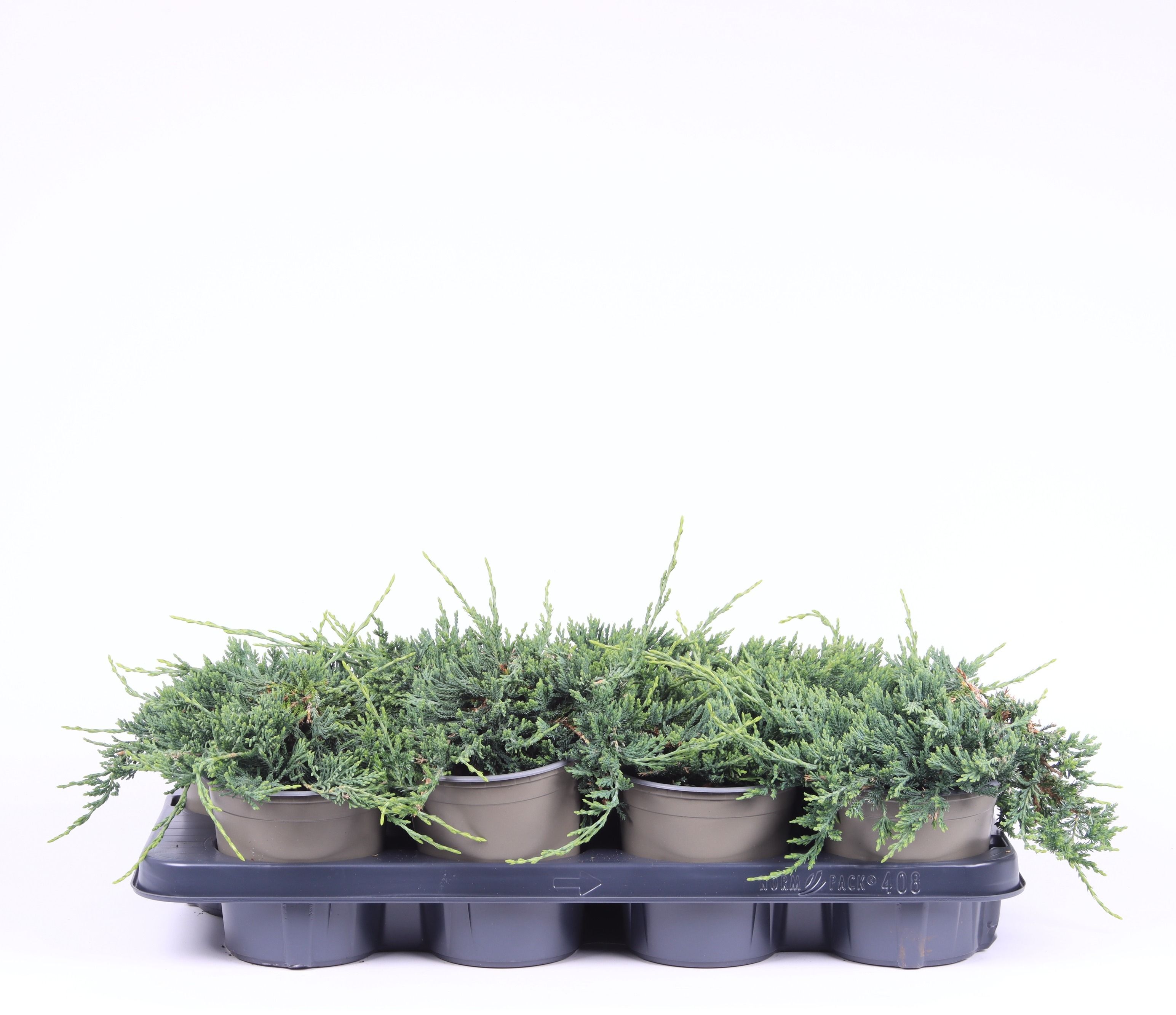 Juniperus horizontalis 'Wiltonii', D 13