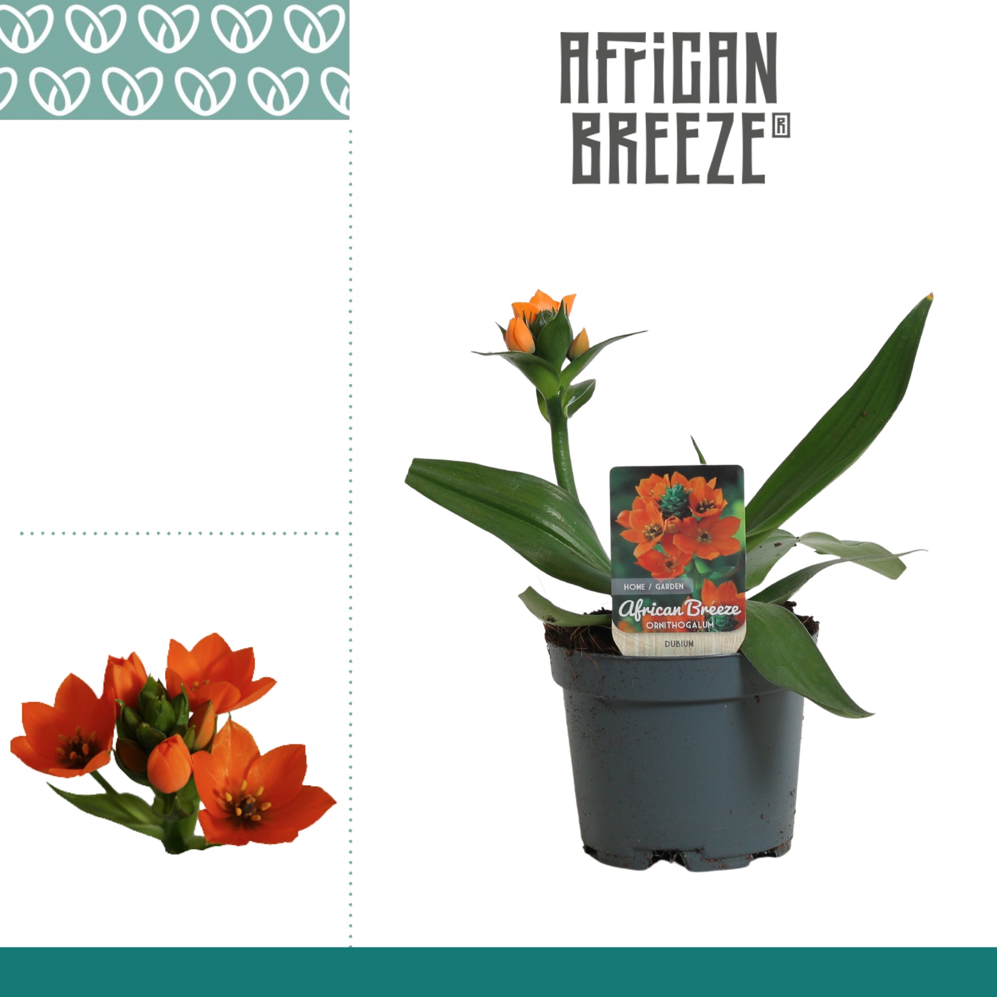 Ornithogalum Dubium Oranje 1pp Korte sortering, D 10,5