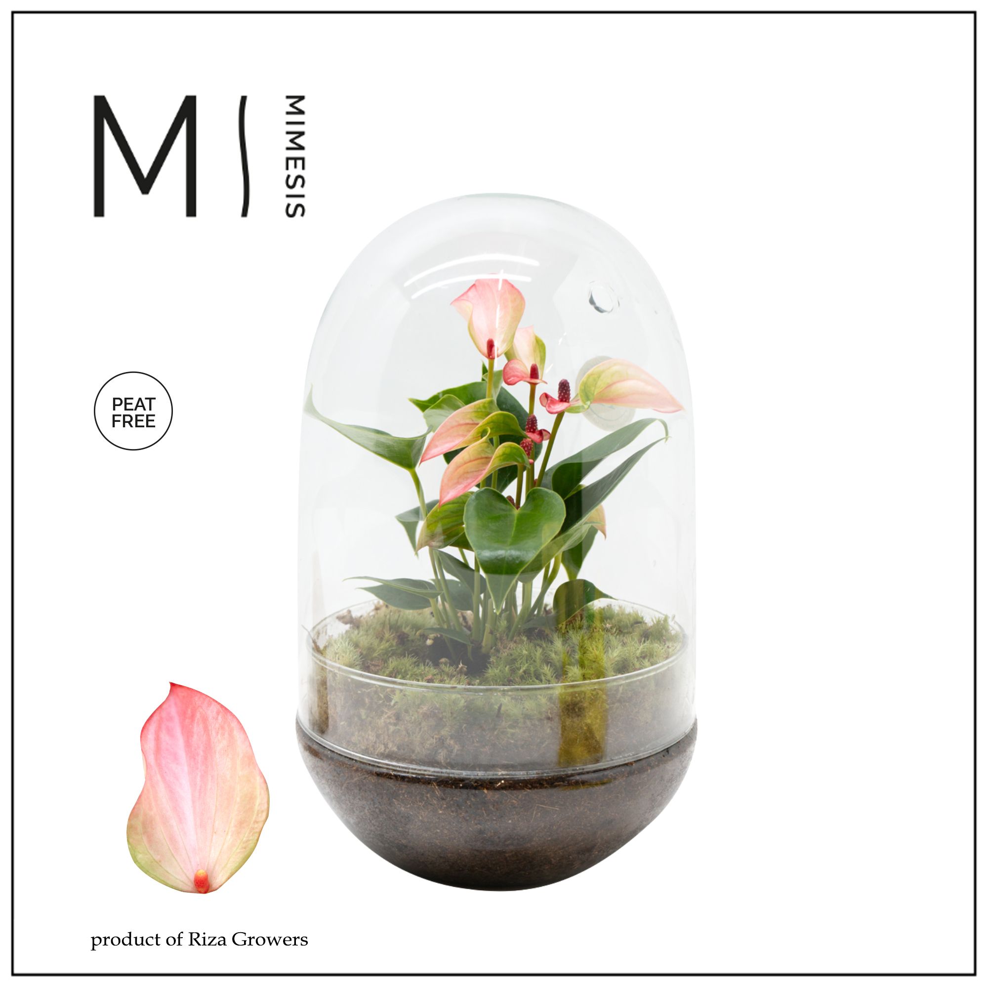 Mimesis Anthurium KARMA Hotlips - Terrarium egg, D 14