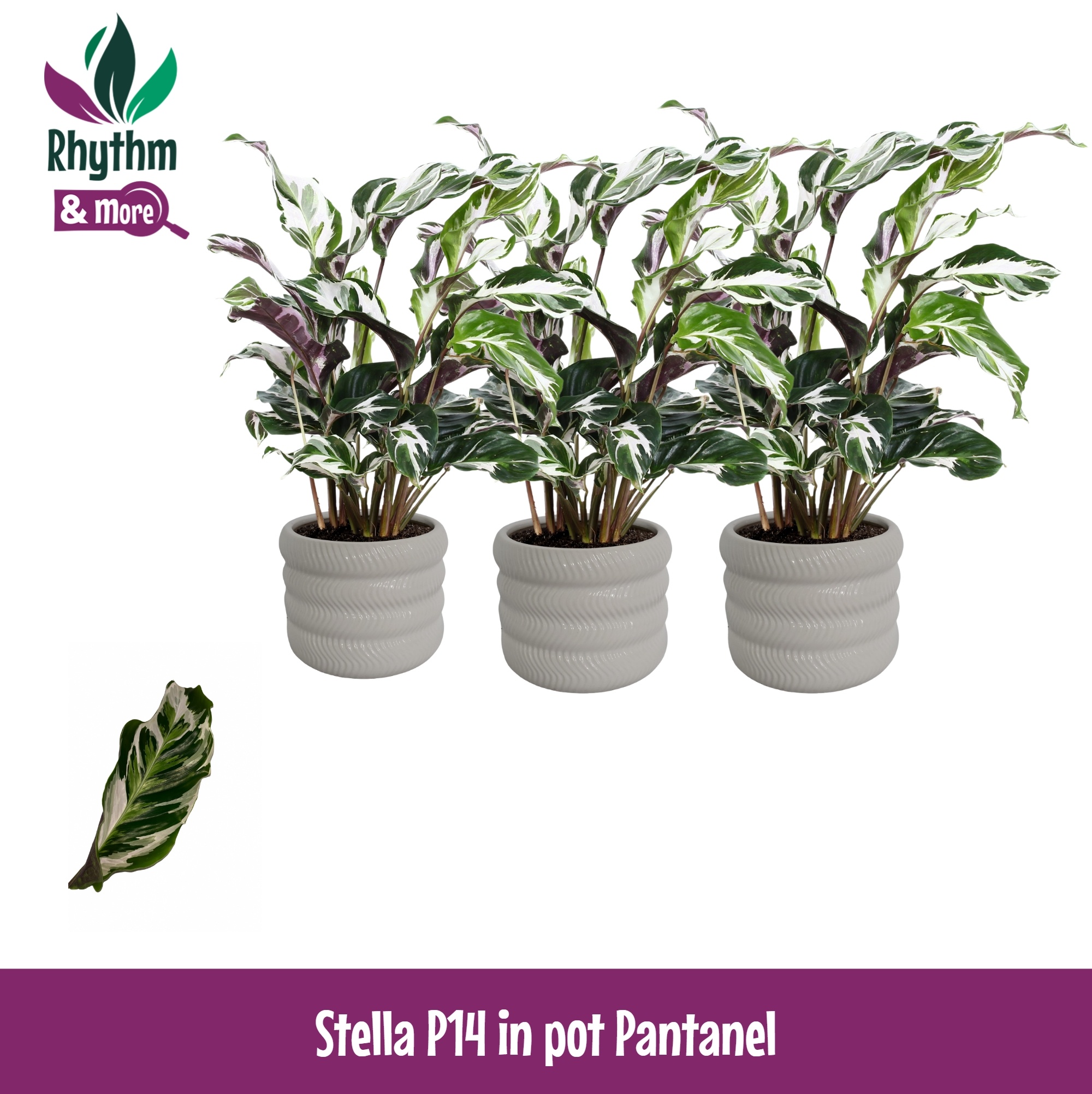 Calathea 14cm Stella in Pantanel Keramiek - Rhythm & More, D 14