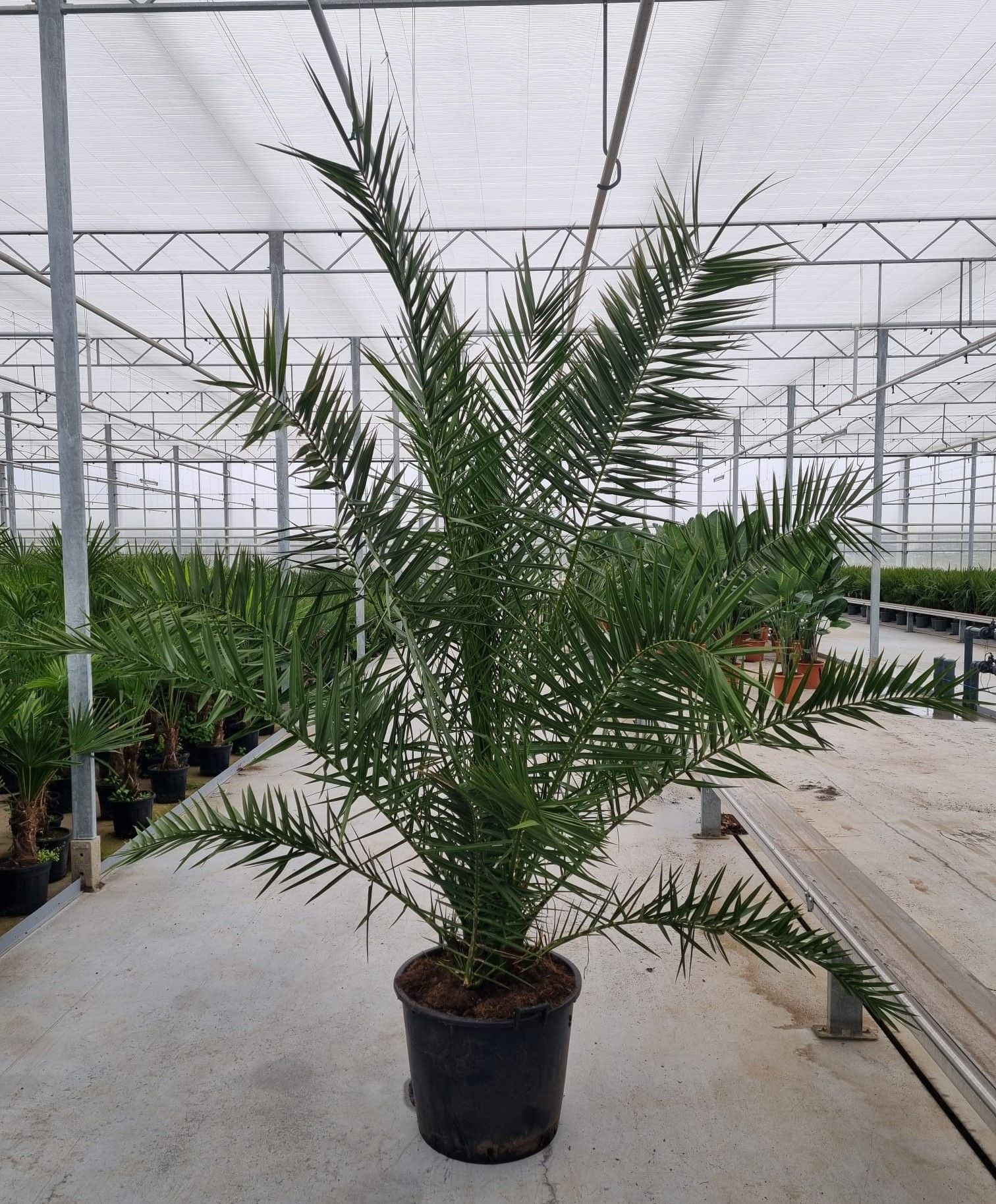 Phoenix canariensis, D 65