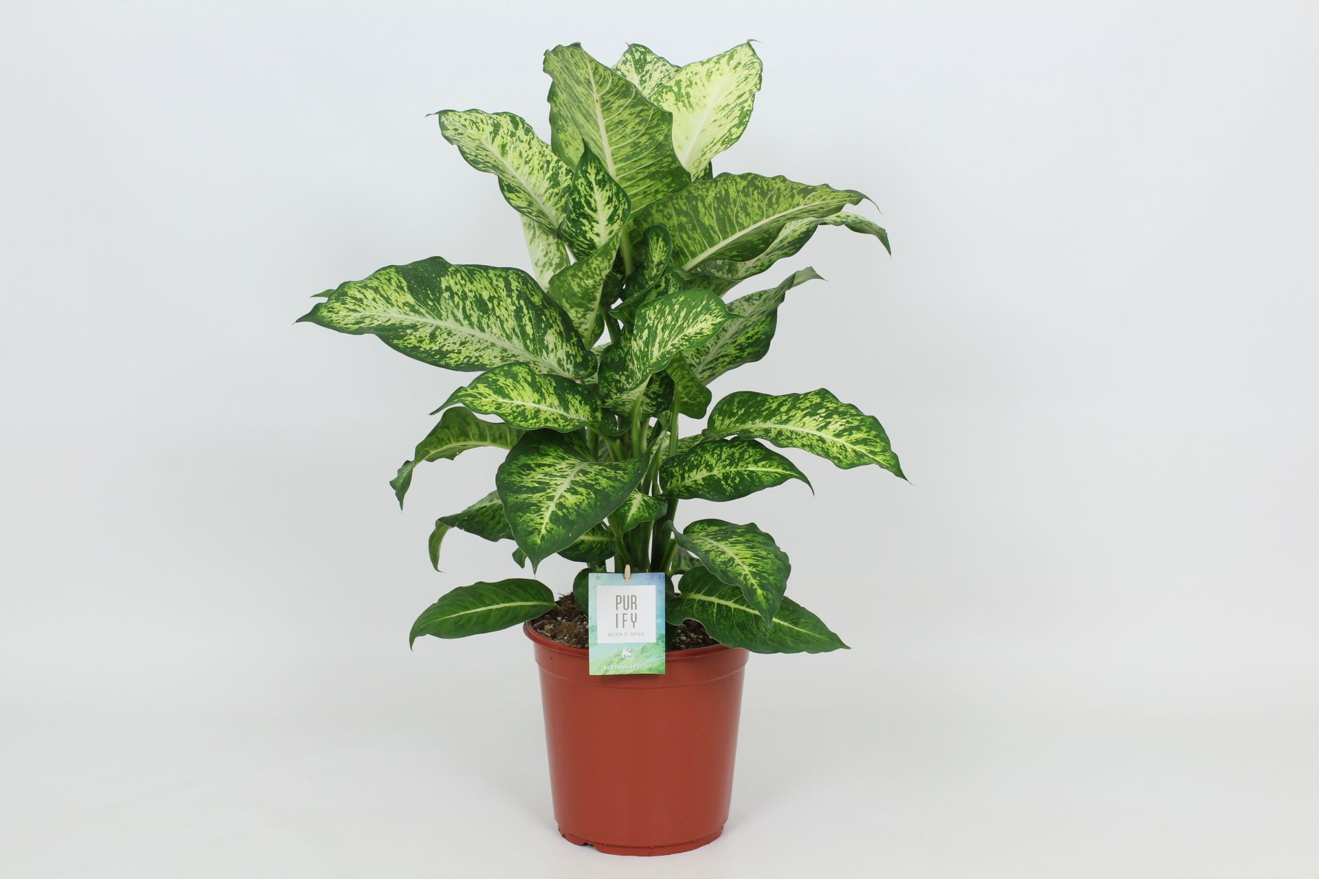 Purify Dieffenbachia Mars 24 cm, D 24