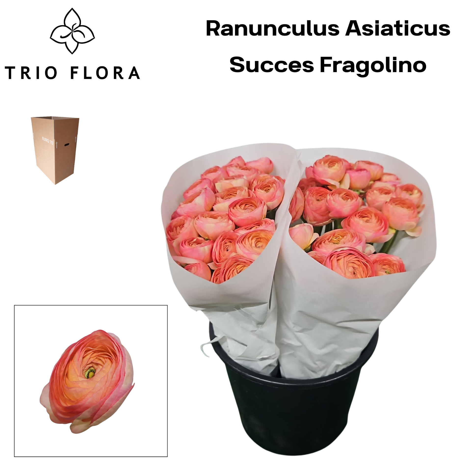 Ранункулус Саксесс Фраголино 45, шт.