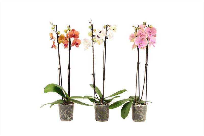 Phal mix 2T14+, D 12