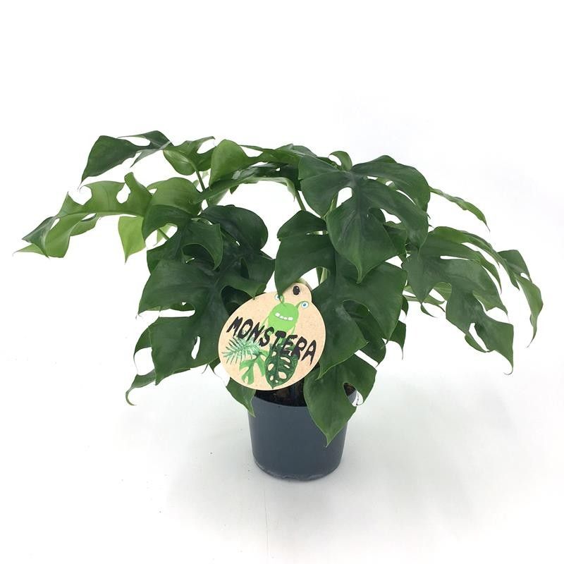 MONSTERA MINIMA H1838, D 12