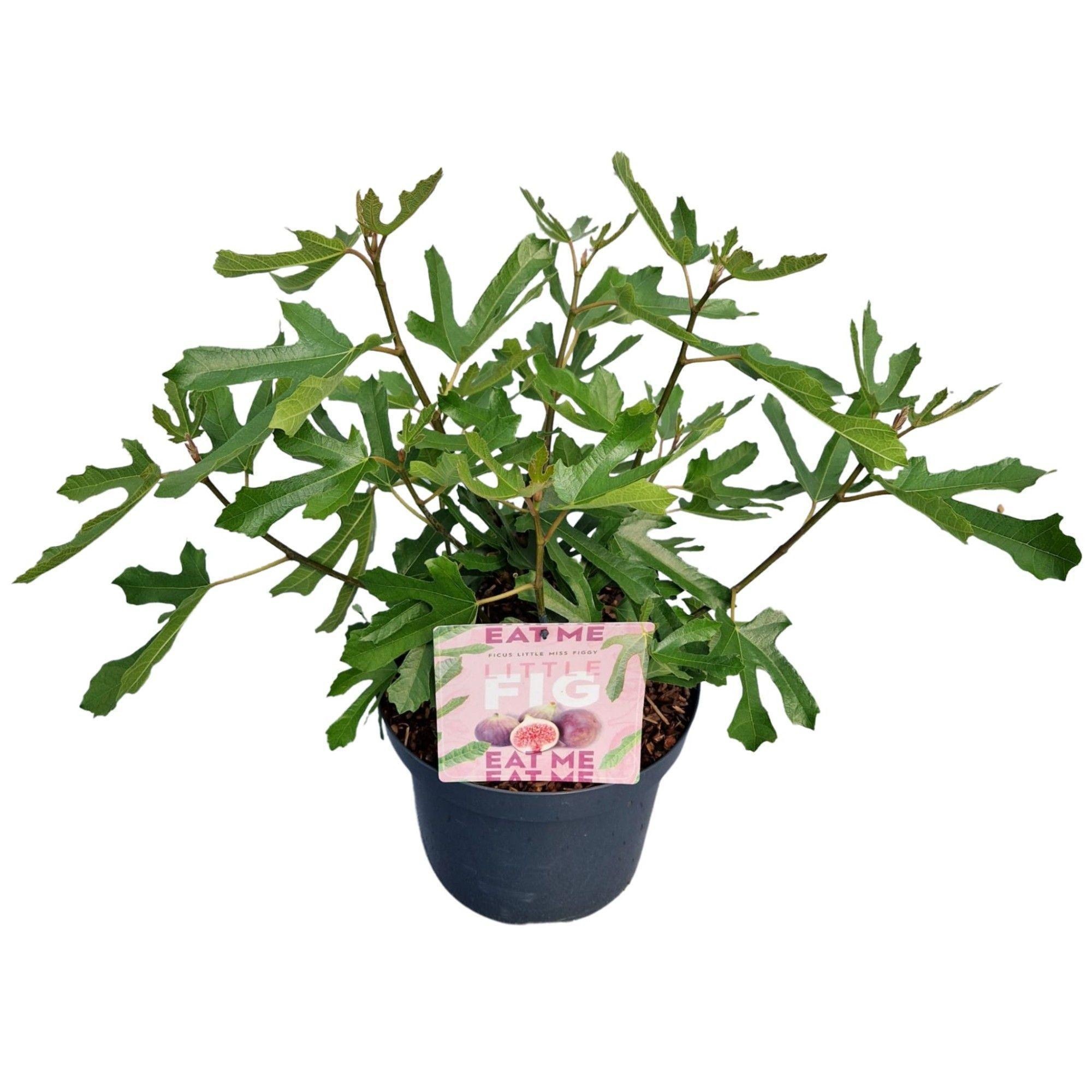 Ficus carica Little Miss Figgy ('LMF01'PBR), D 26