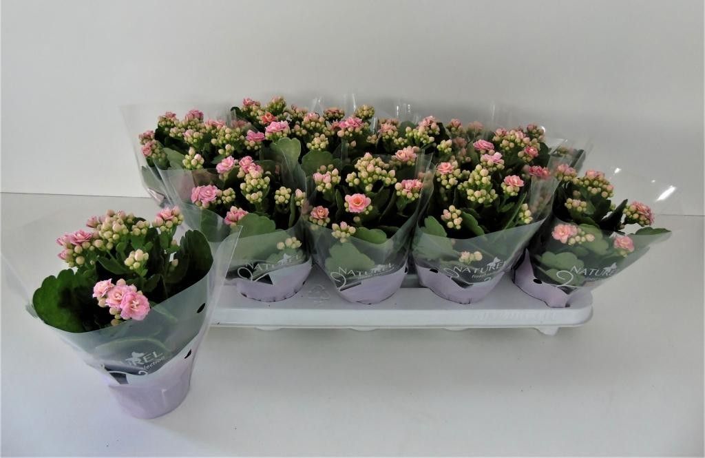 Kalanchoë dubbelbloemig ROZE (Queen Genetics) - Naturel hoes, D 9