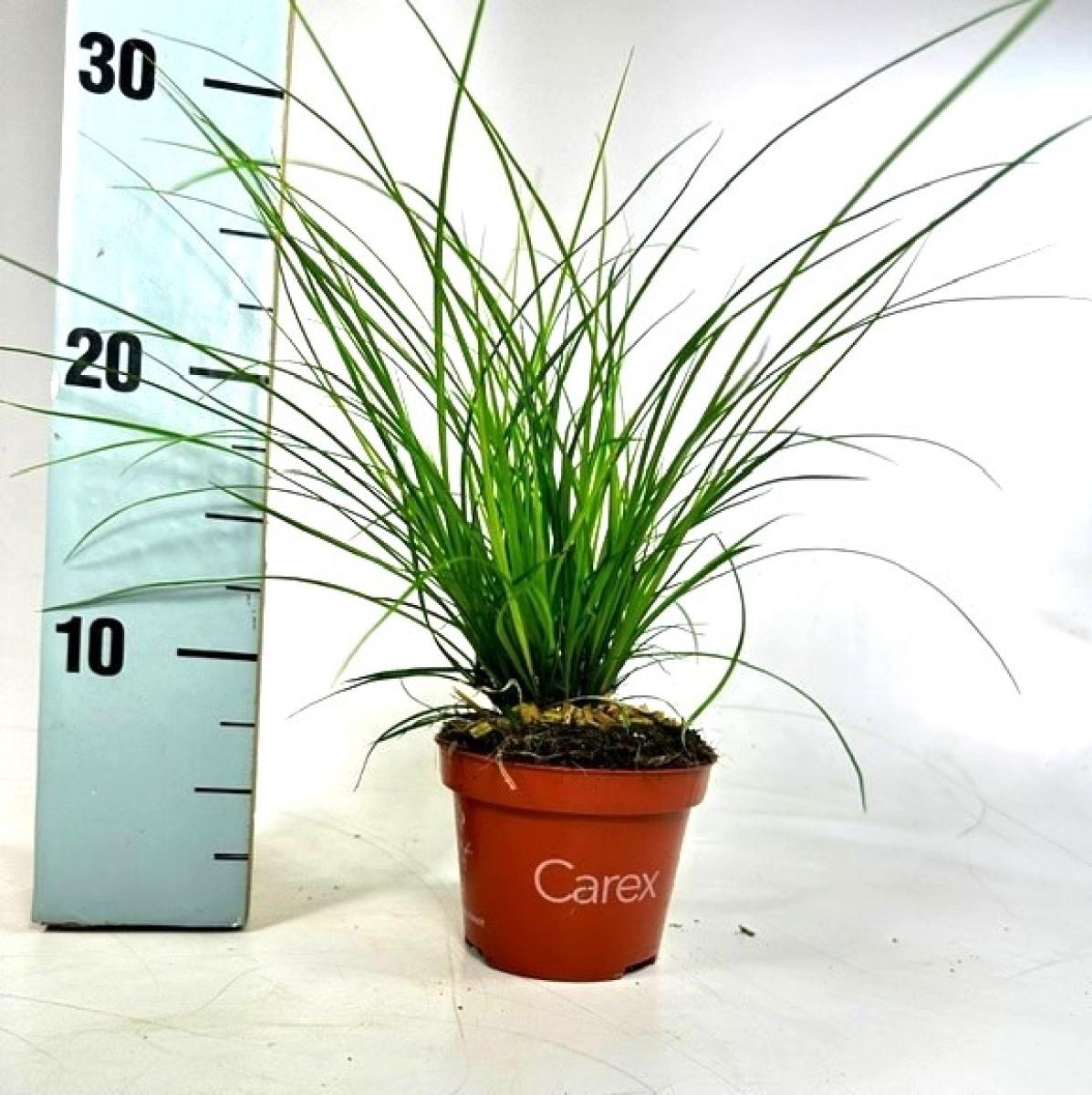 Carex brunnea, D 10,5