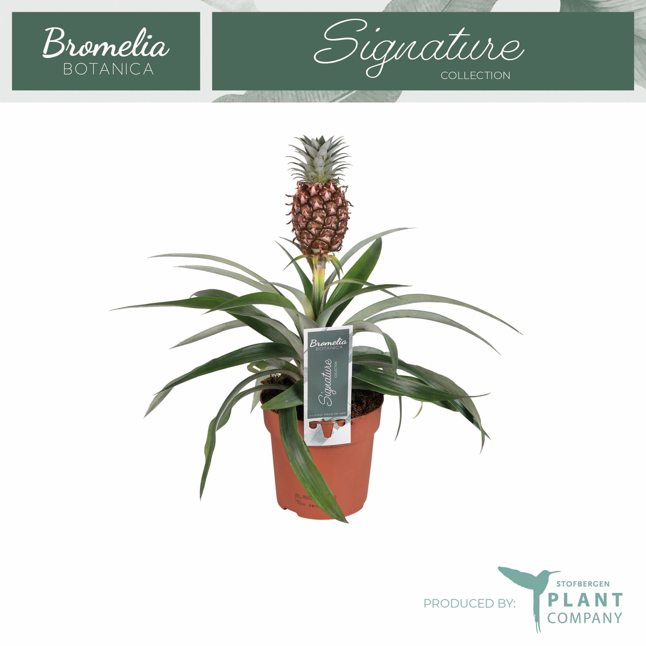 Ananas Rosita 12 cm pot, D 12