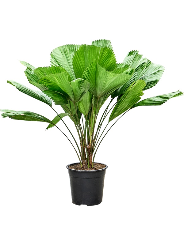 Licuala grandis, D 27