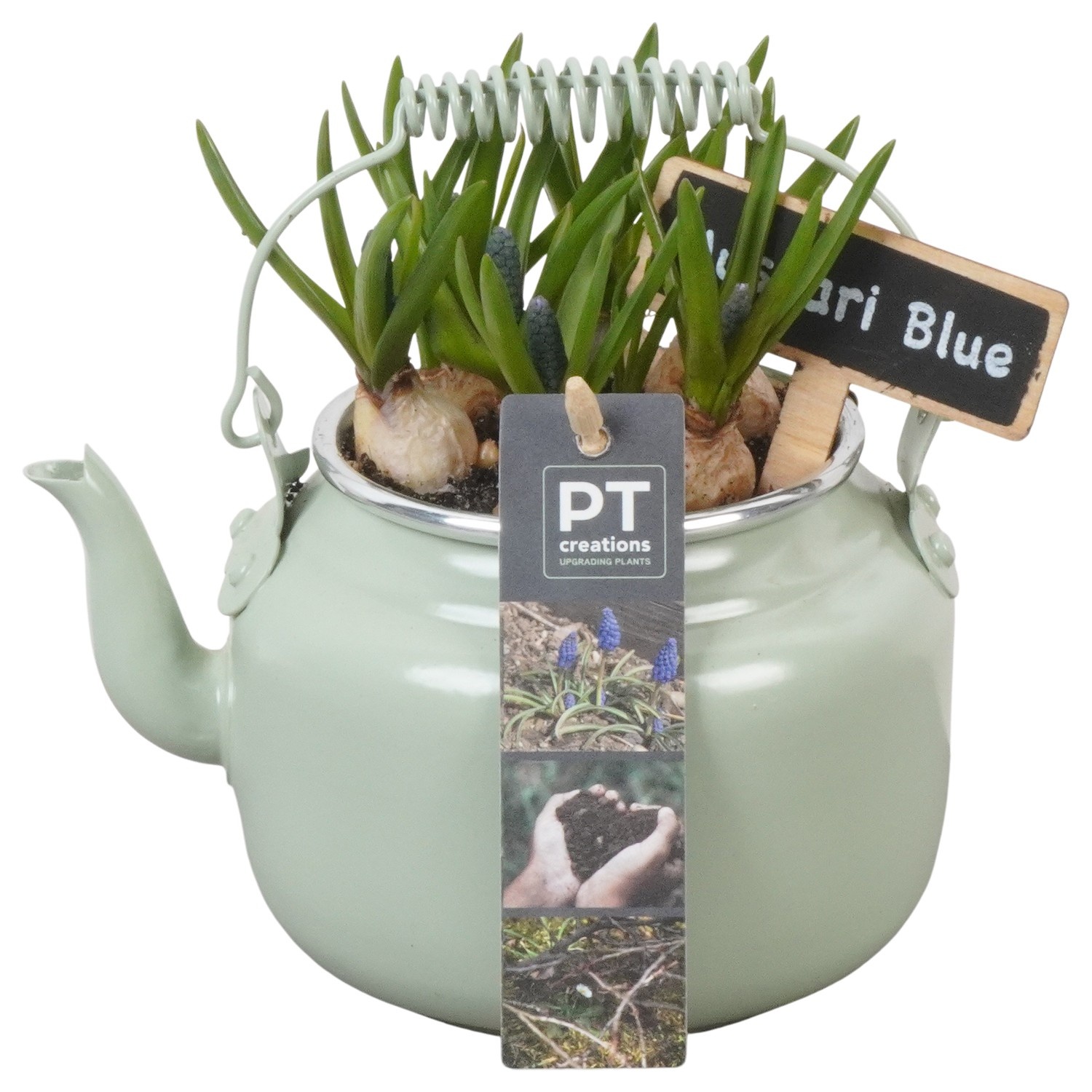 PTMB6144 Arrangement Muscari Blue in sierpot, D 10