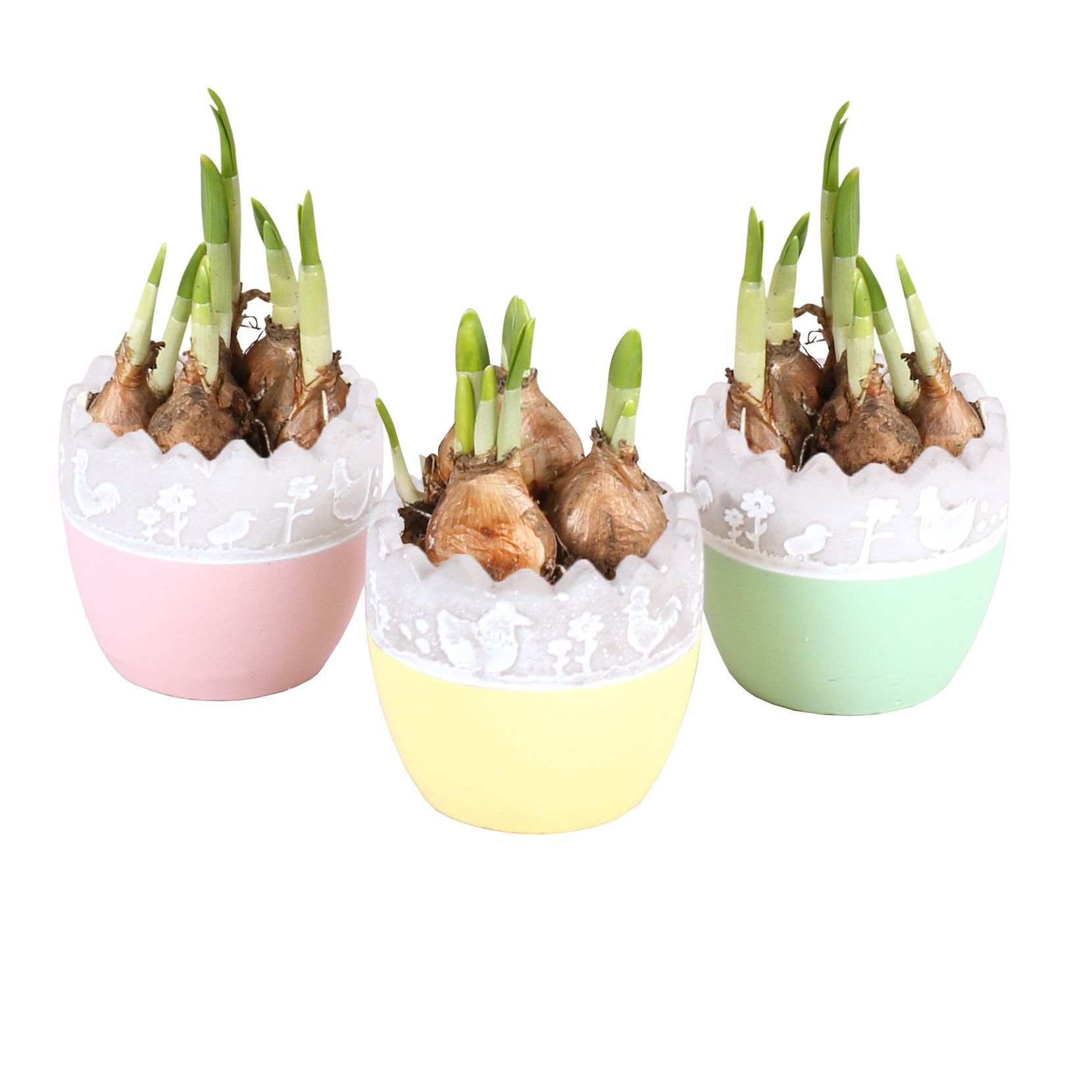 Easter Arr. Narcis Twotone Ceramic Egg ø9cm with 1PP, D 9