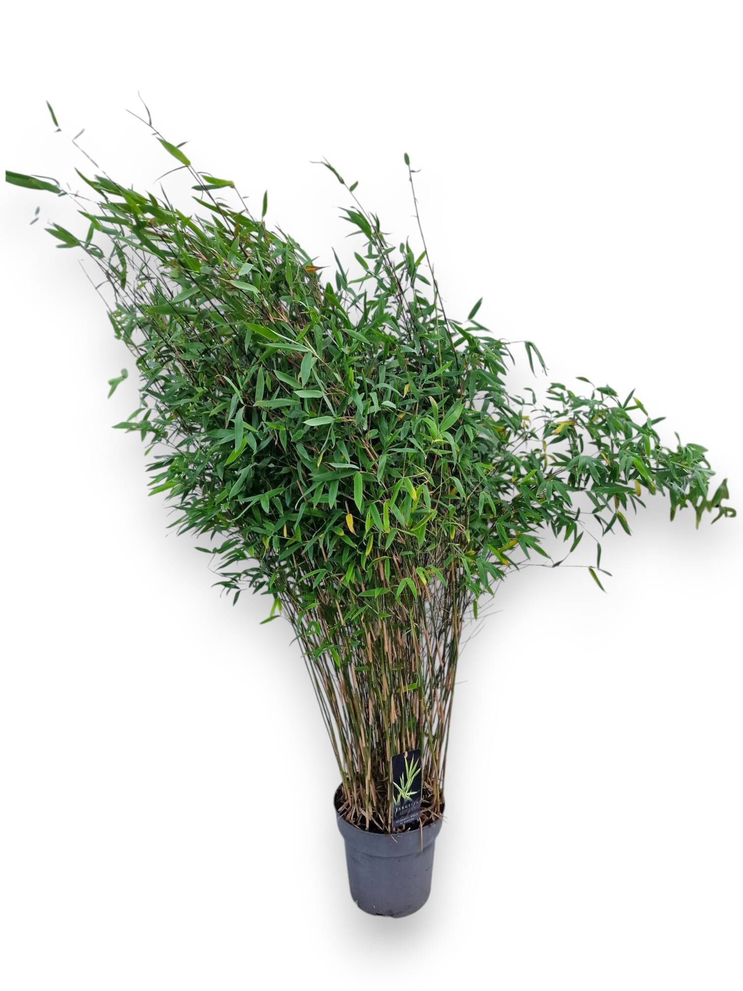 Fargesia nitida 'Winter Joy' C10/P27 - Niet-woekerende Bamboe, D 27