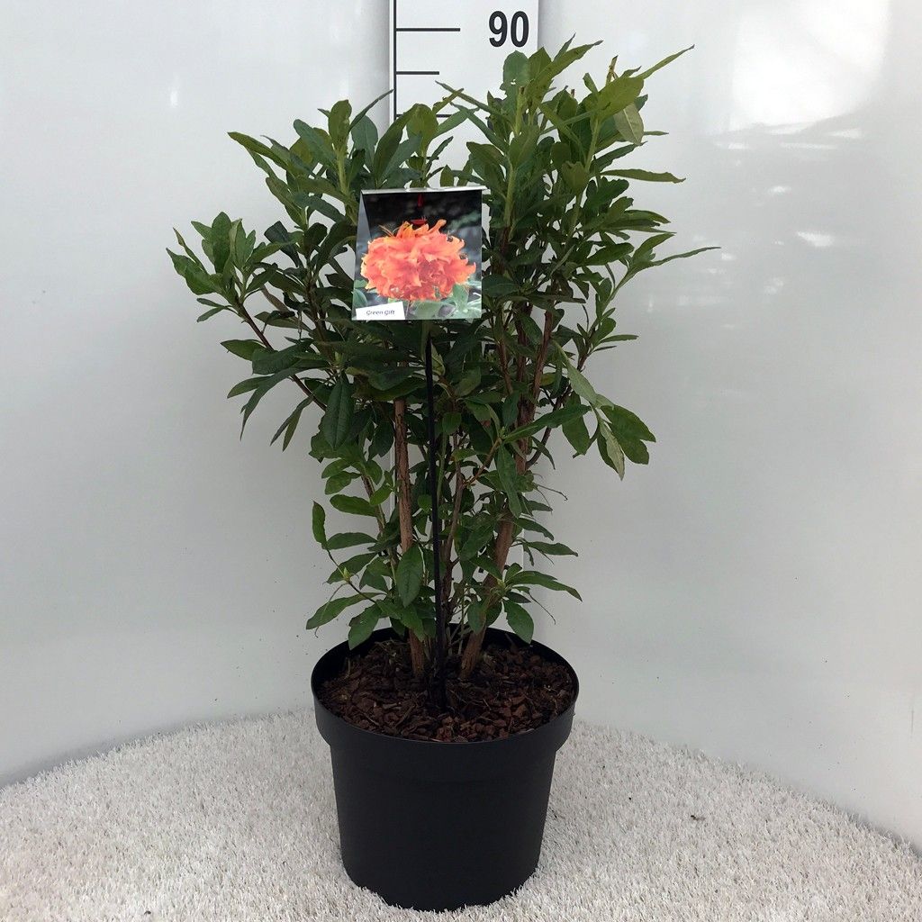 Rhodo. (AK) 'Golden Eagle' orange, D 29