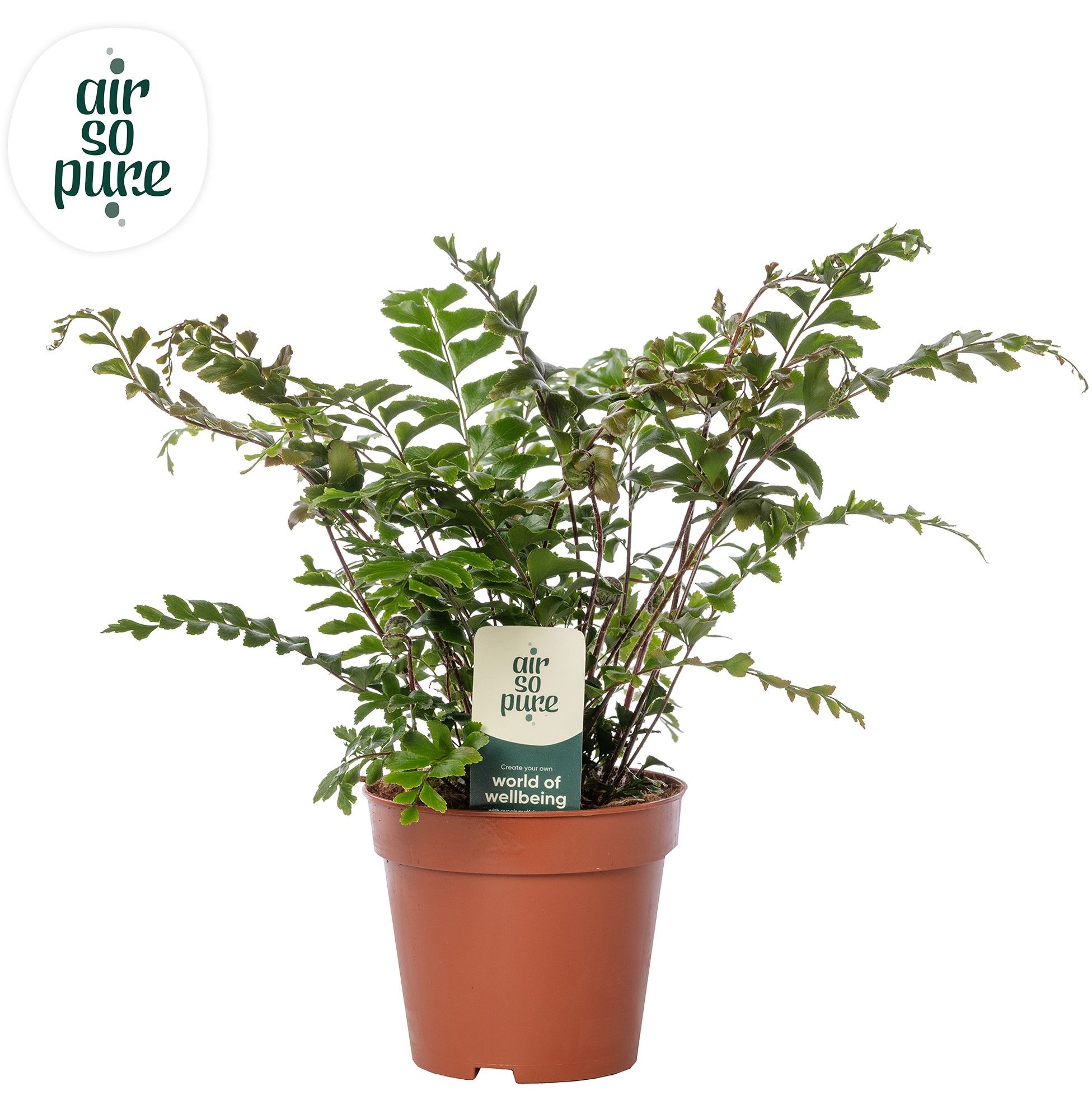 Didymochlaena truncatula - Air So Pure, D 12