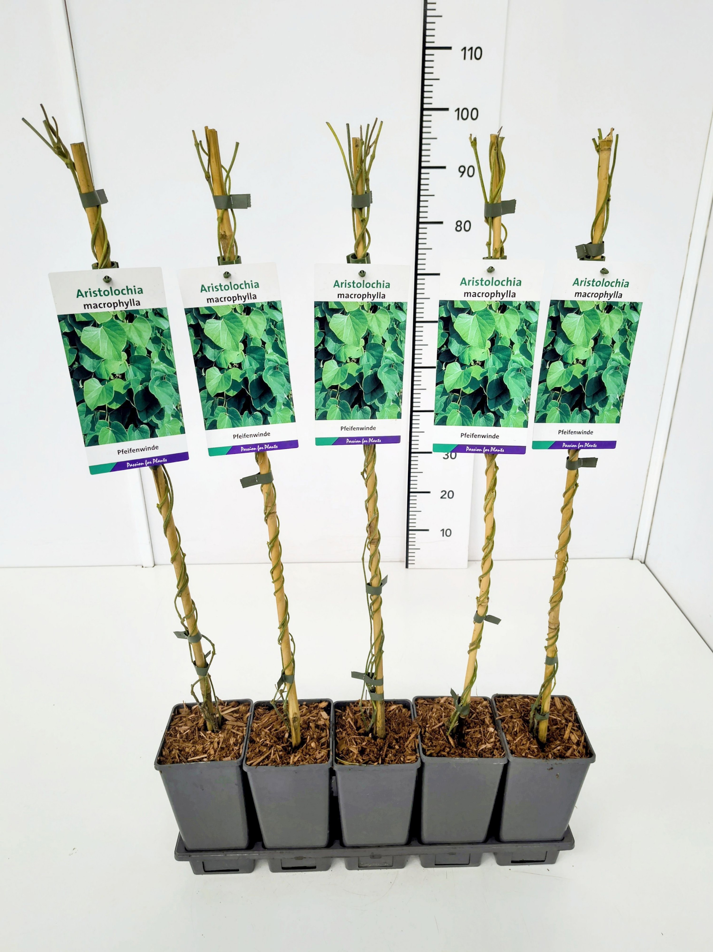 Aristolochia macrophylla 80CMC2, D 17