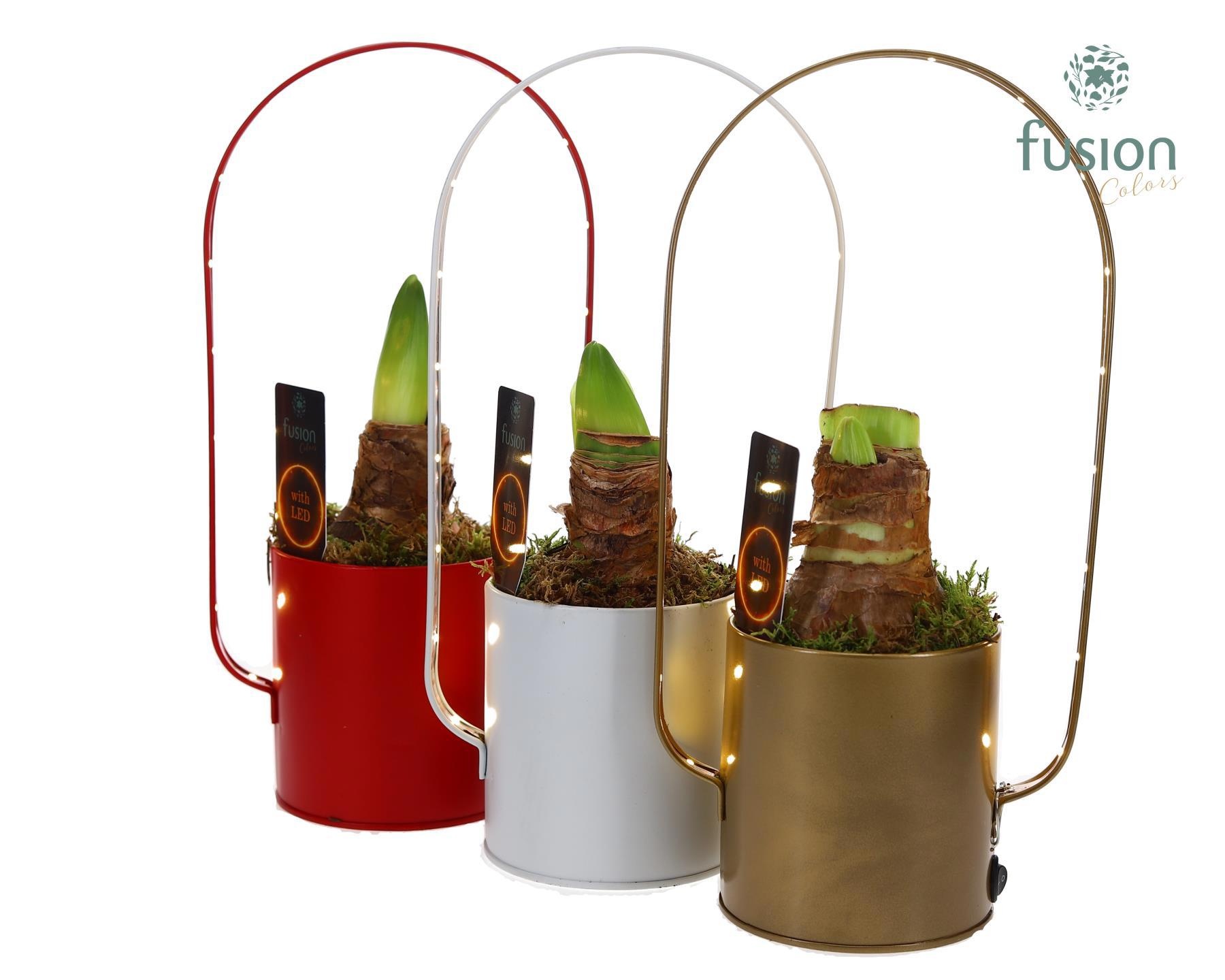 Led planter zink boog kerst met Amaryllis, D 9 cm