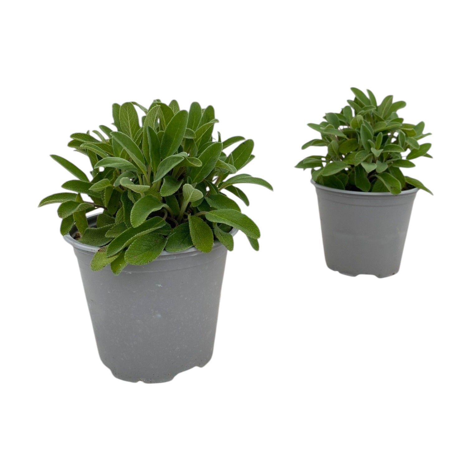 Salvia officinalis, D 14