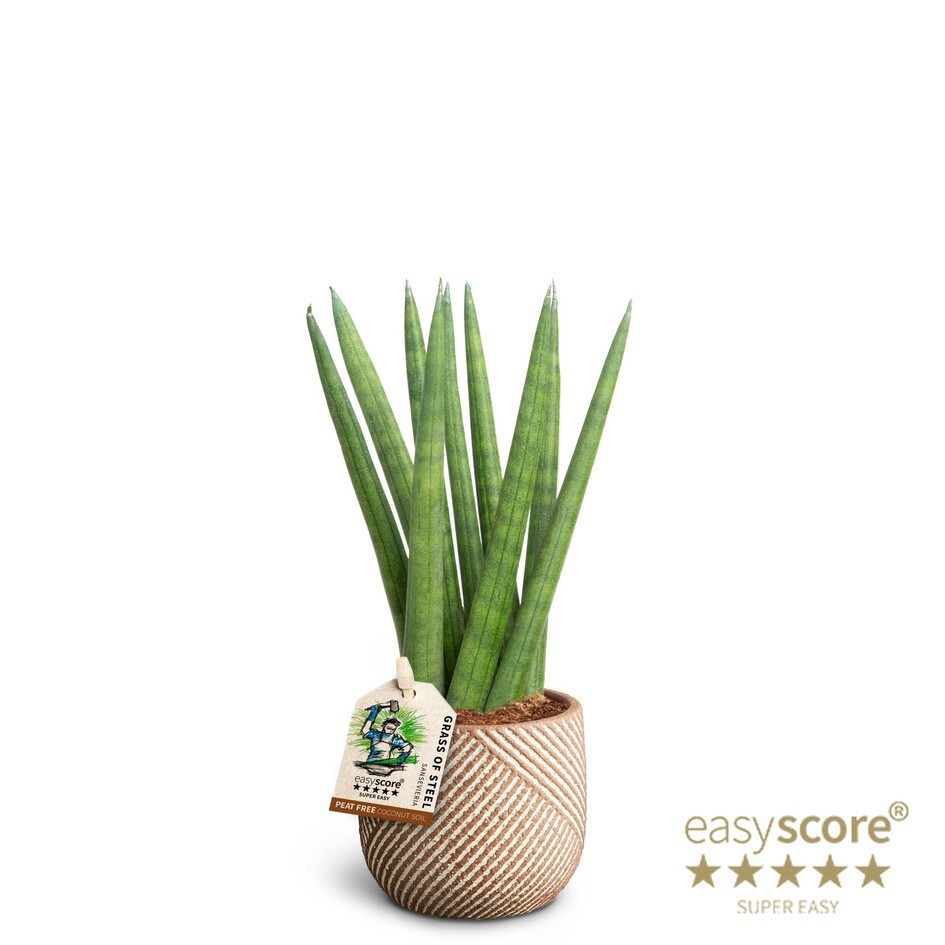 SANSEVIERIA CYLINDRICA 40631642 Grove Spaghetti, D 7