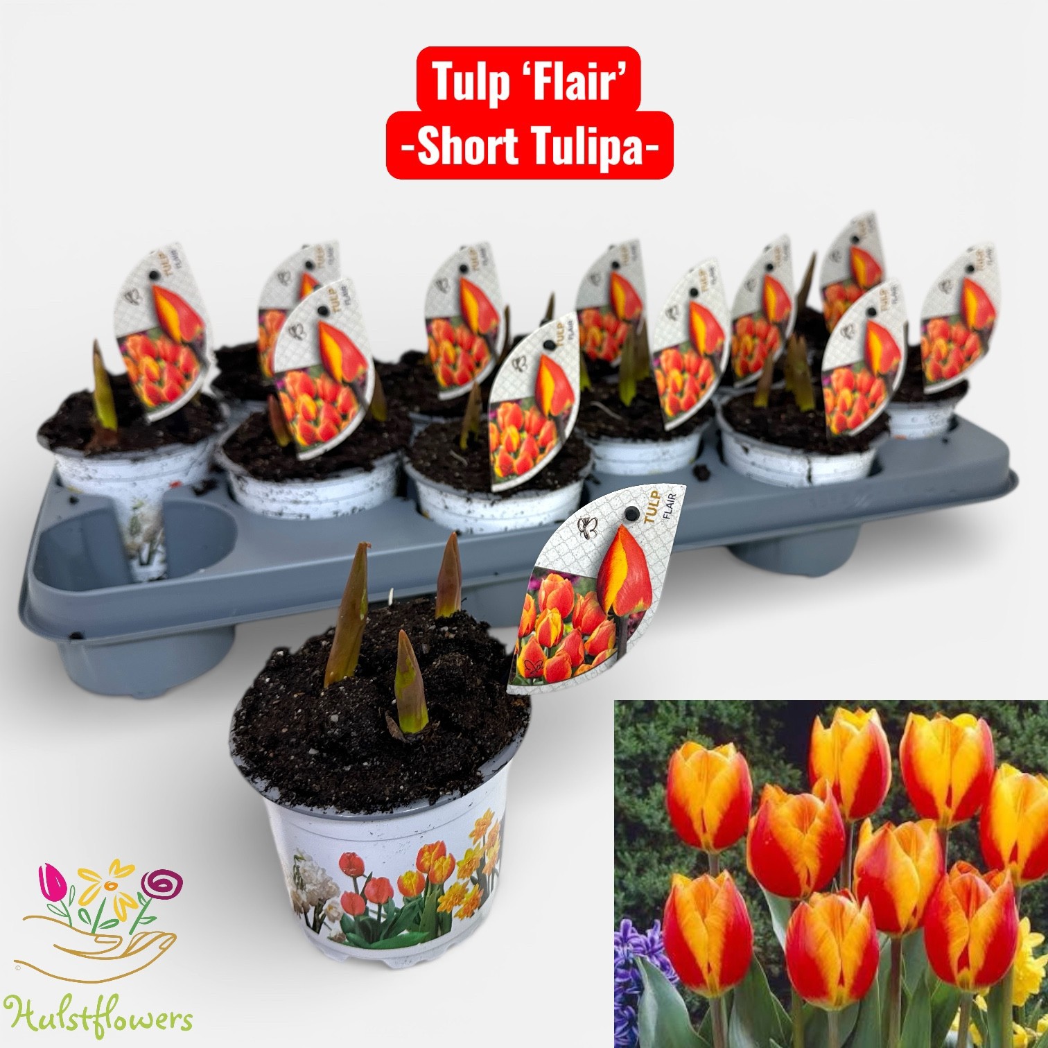 Tulipa Flair, D 10,5