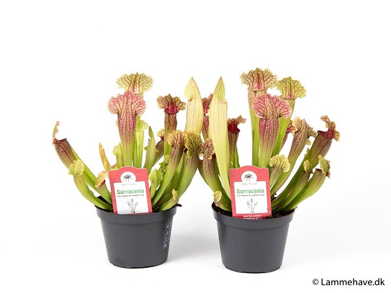 SARRACENIA LEUCOPHYLLA, D 12